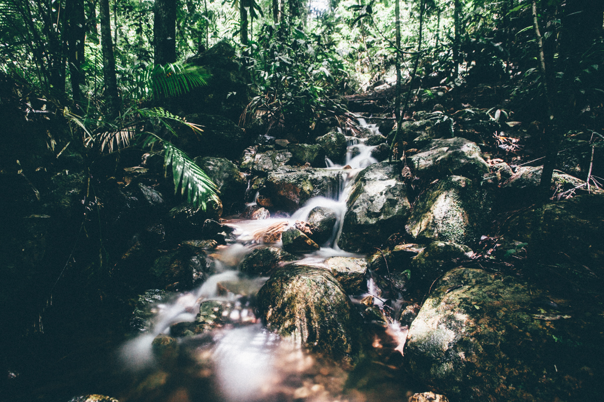 magnolia_mountain_daintree.jpg