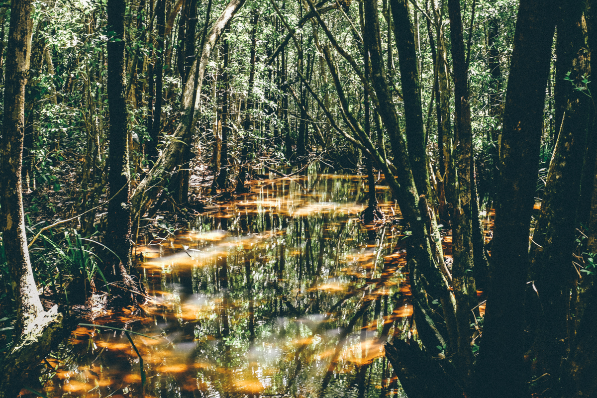 MagnoliaMountain_daintree_rainforest-1.jpg