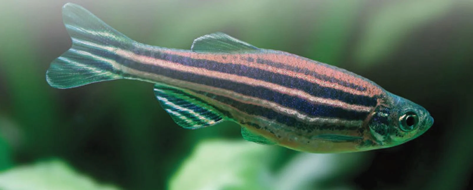 Zebrafish health monitoring IDEXX IBA.JPG