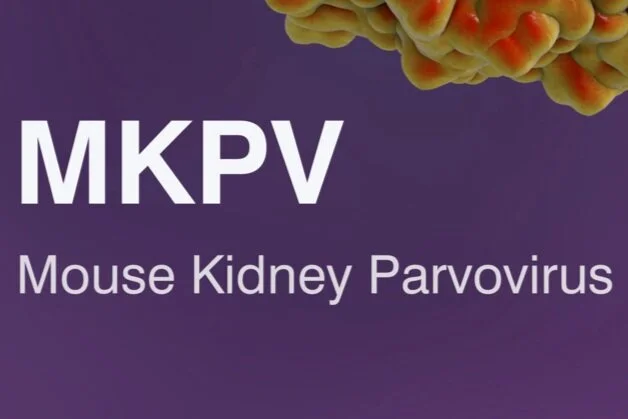 New MKPV serologic assay is now available