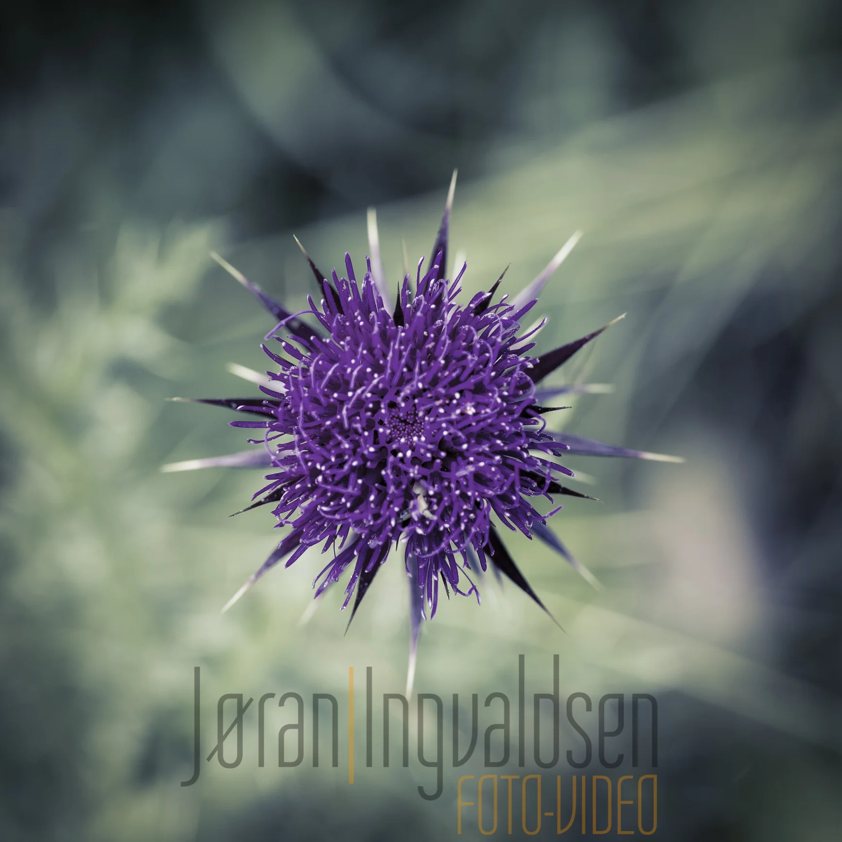 29 june__377-Edit-Edit.jpg