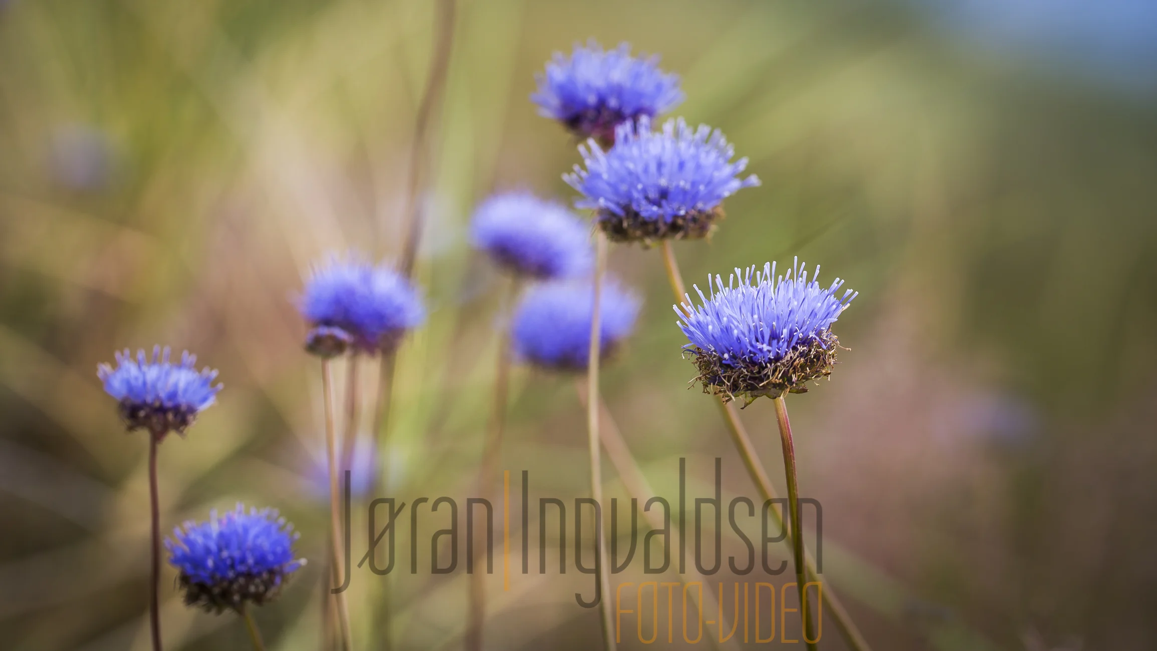 Danmark Strand og folk  juli 2015-63.jpg