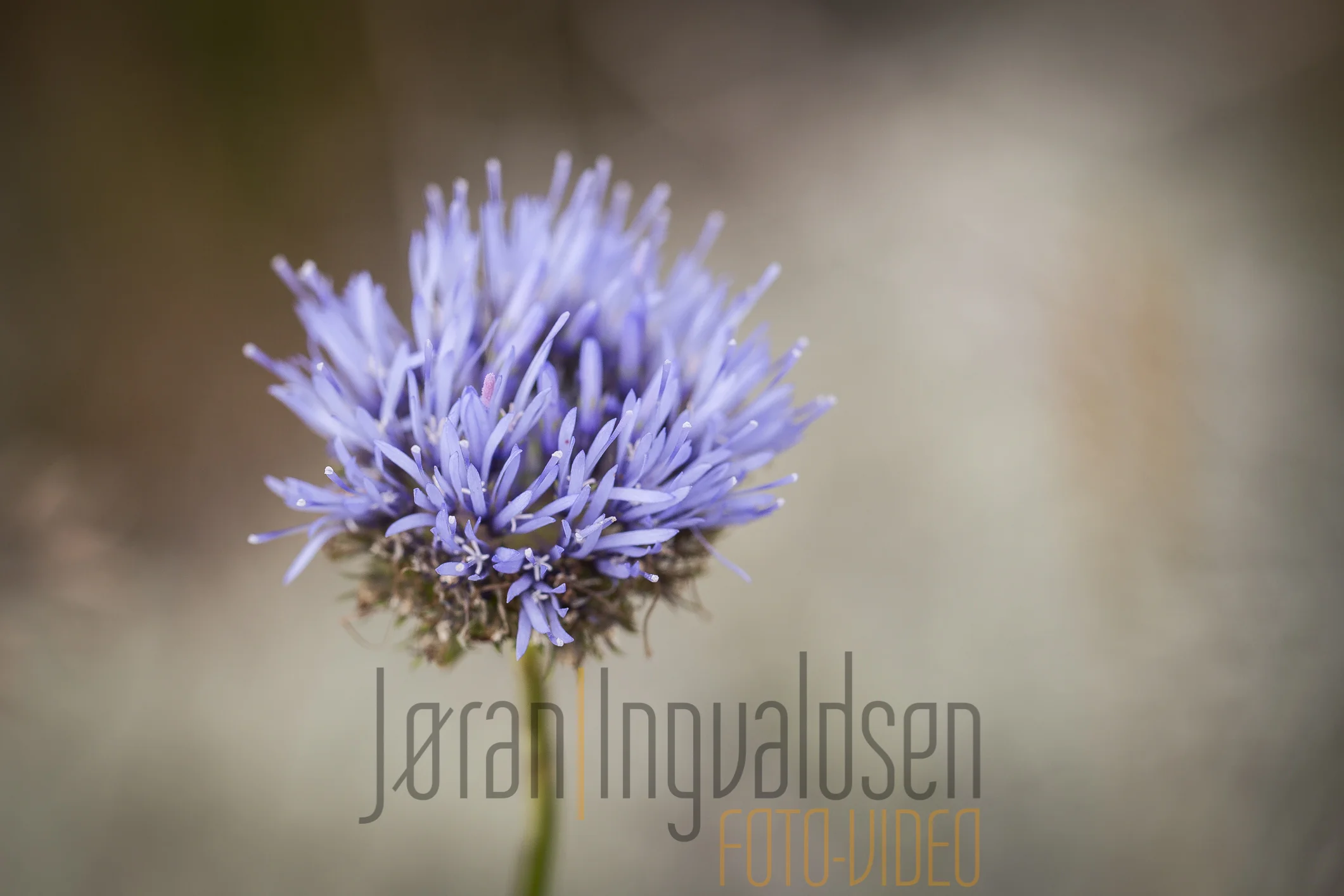 Danmark Strand og folk  juli 2015-65.jpg