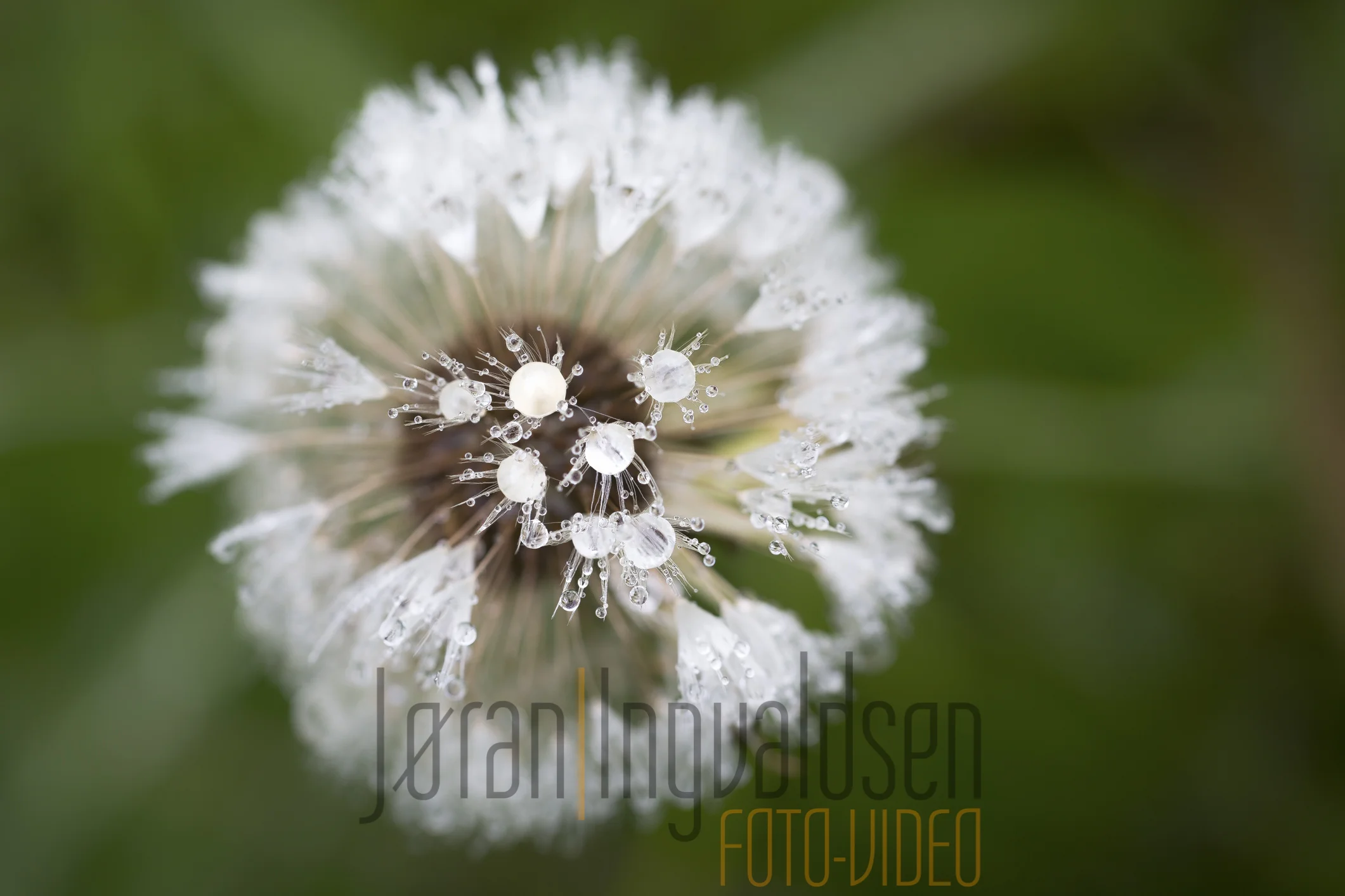 Makro Juni 2 2017-Edit.jpg