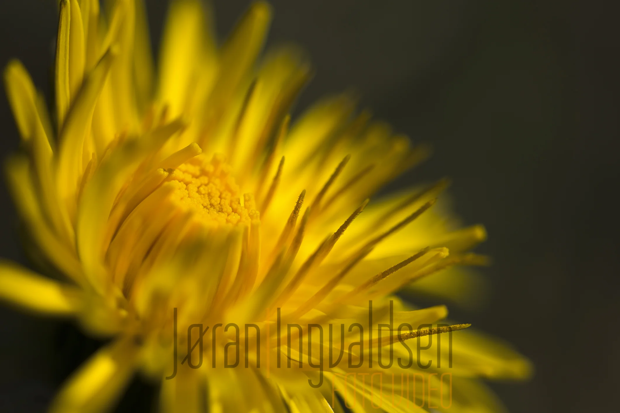 Makro Mai 2017-7-Edit.jpg