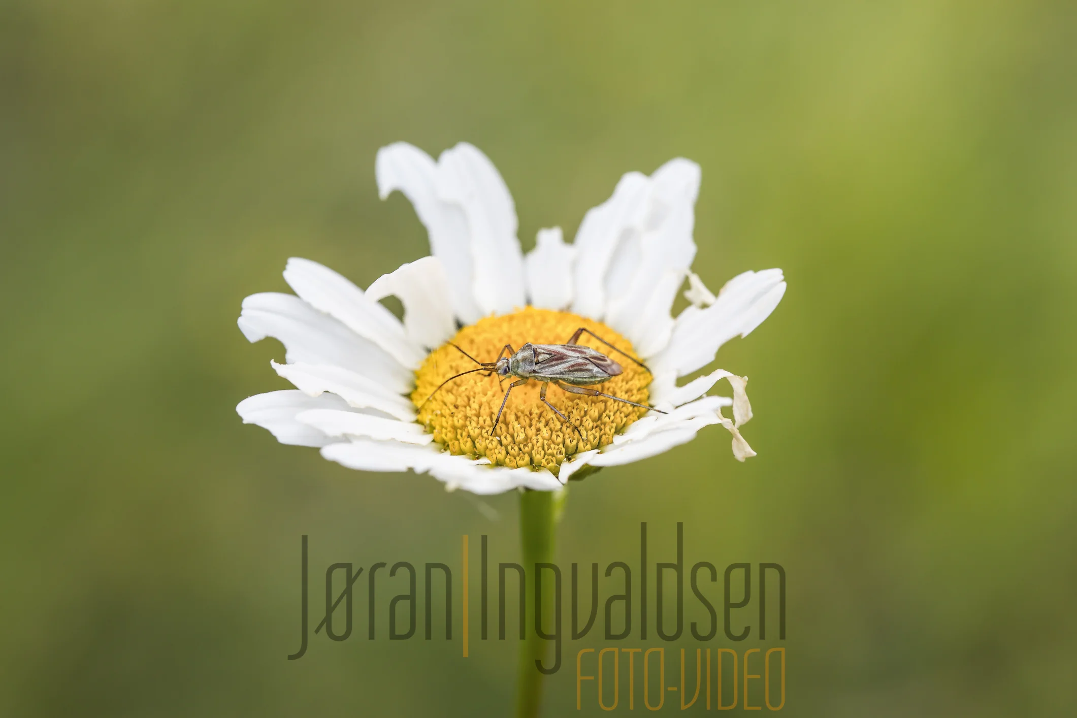 29 june__373-Edit-Edit.jpg