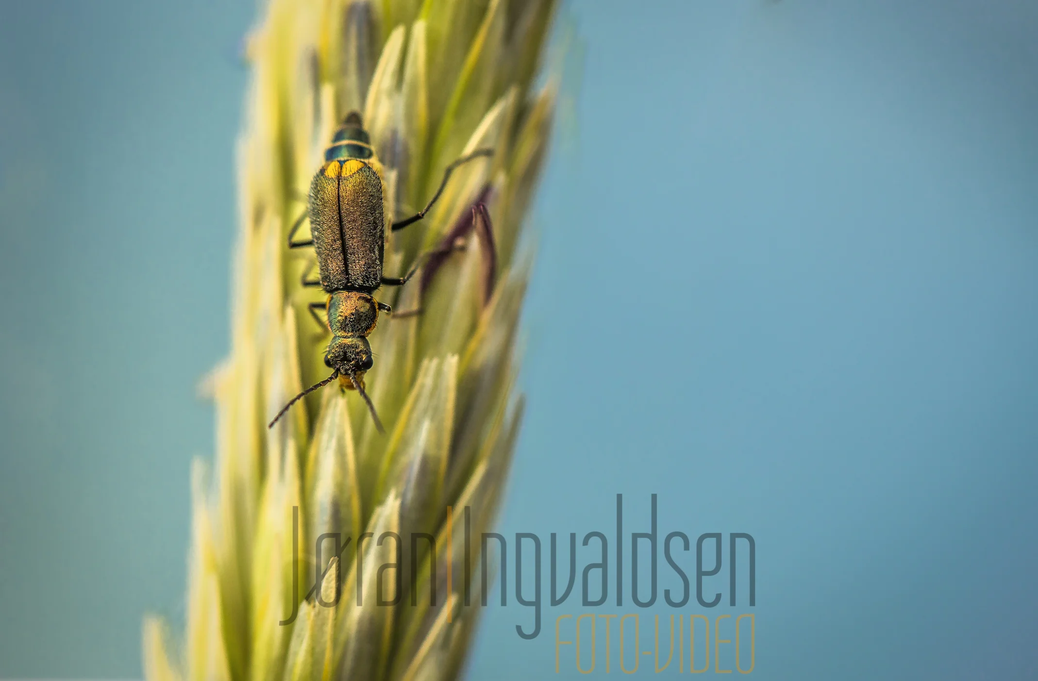 Danmark Strand og folk  juli 2015-34-Edit-Edit.jpg