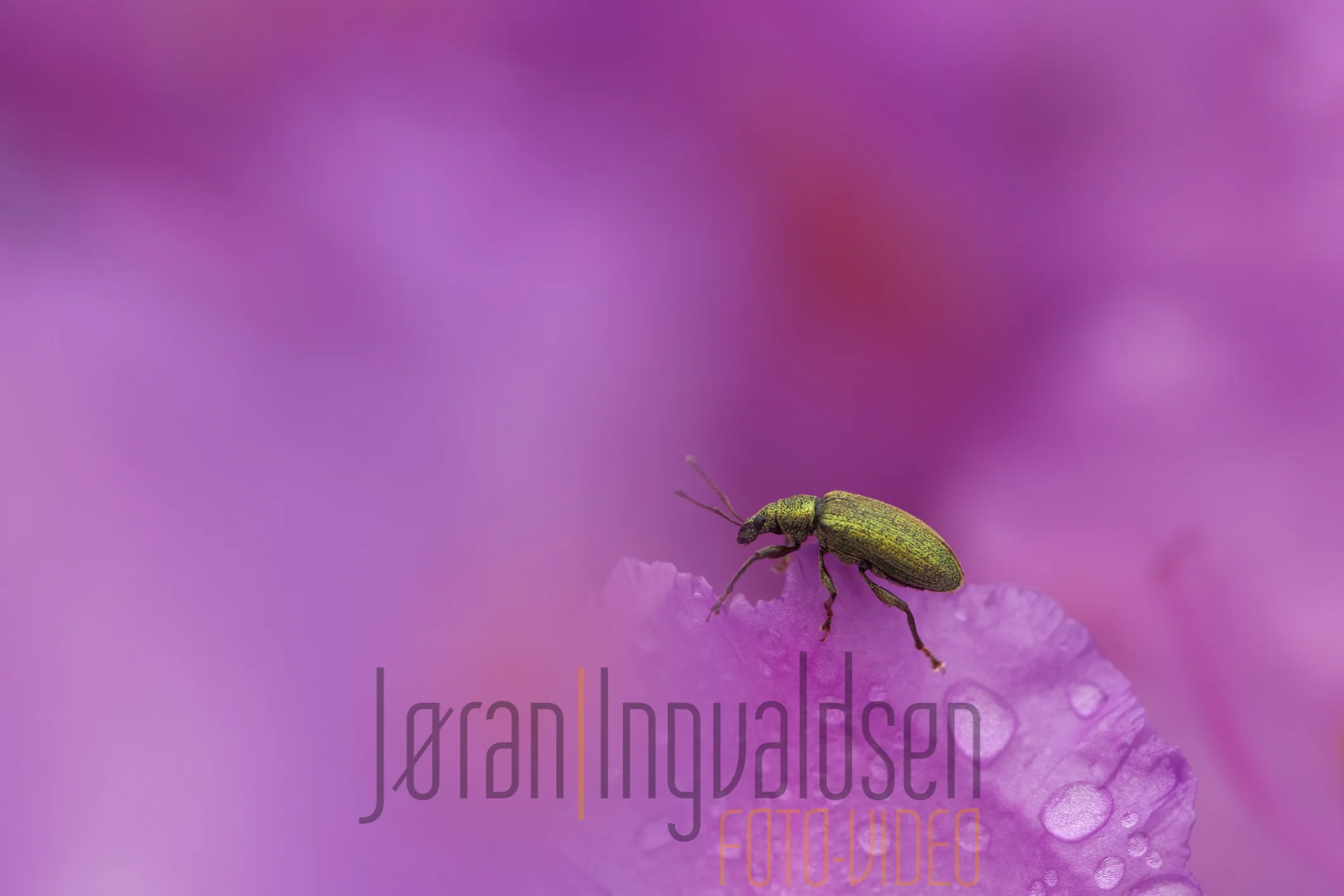 Makro 9 Juni 2017-10.jpg