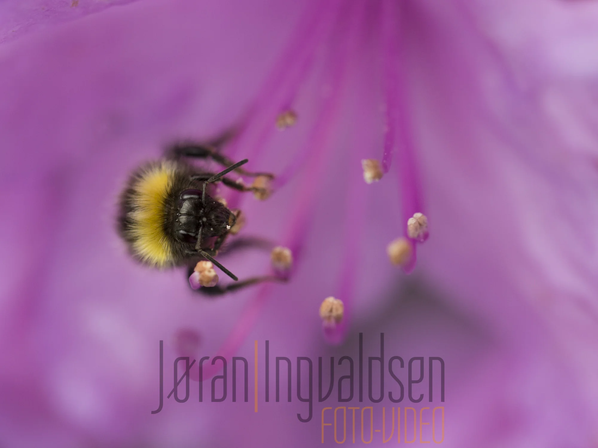 Makro 12  Juni 2017-35.jpg