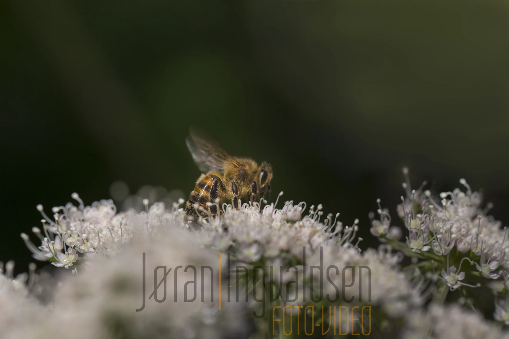 Makro Juli 2017-34-Edit.jpg