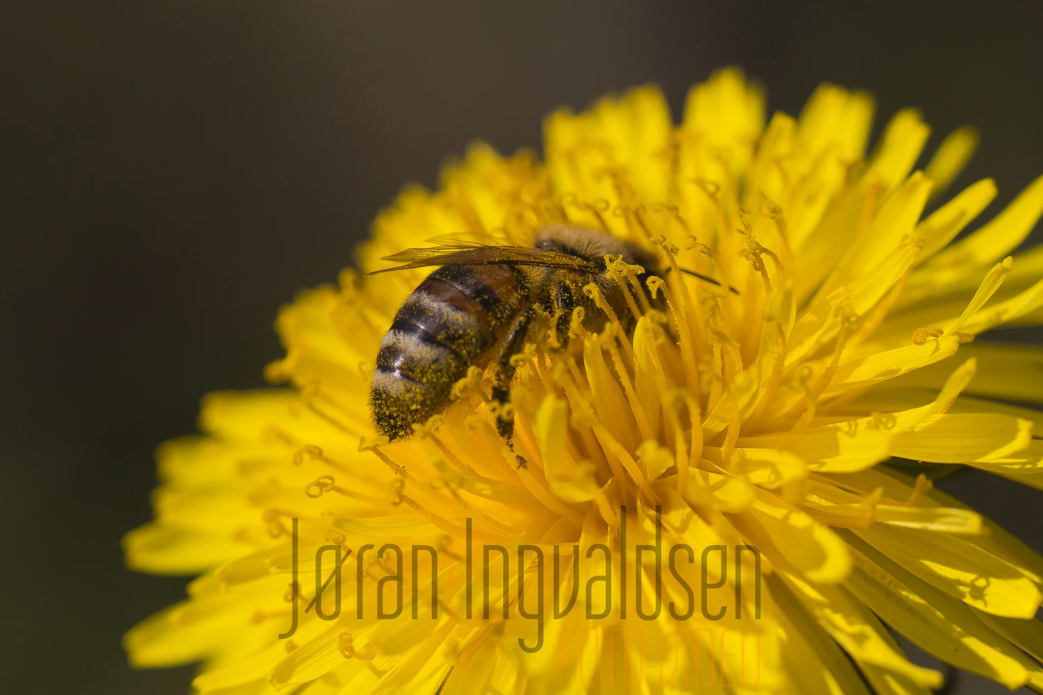 Makro Mai 2017-25.jpg