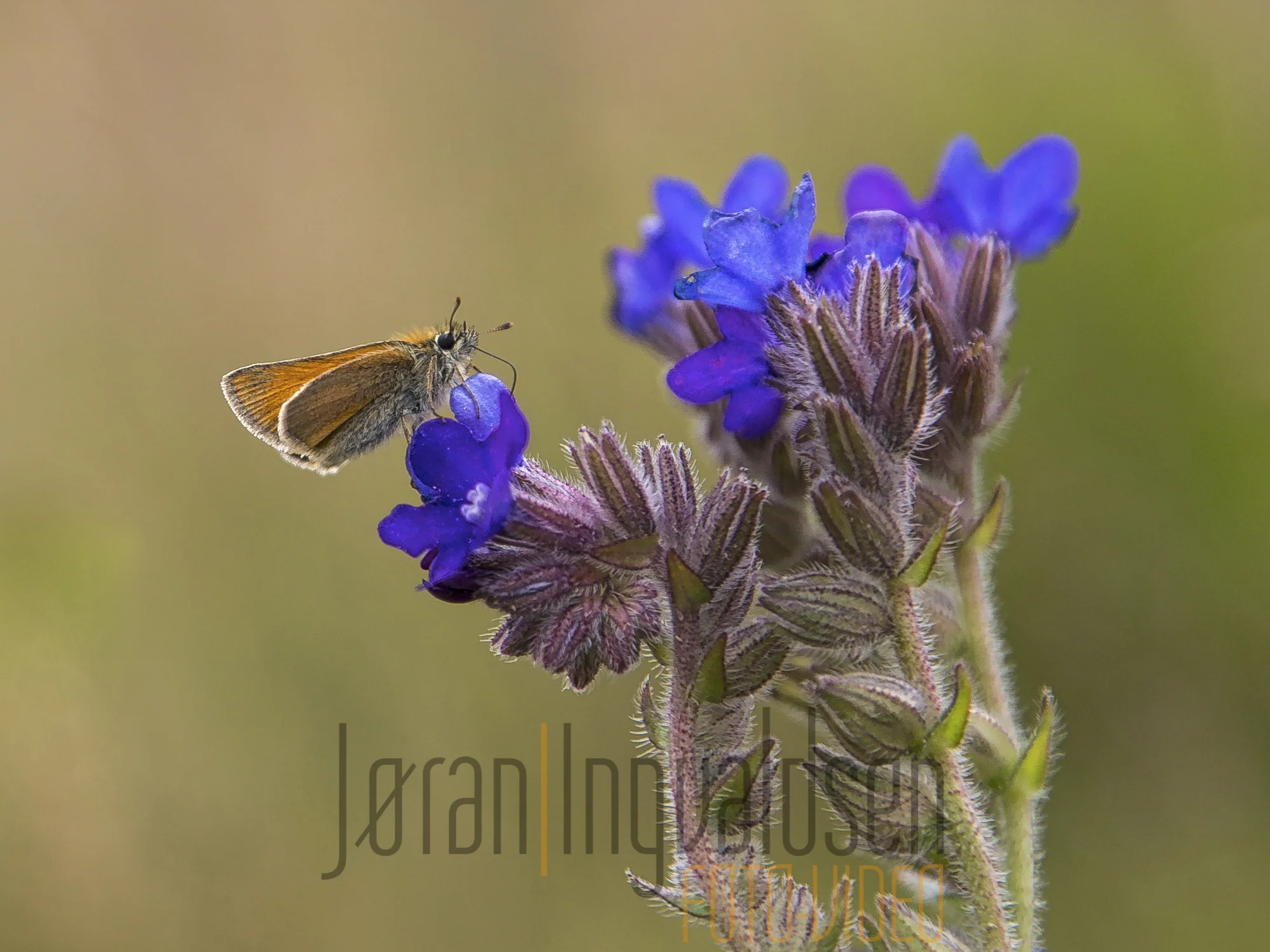 Sonja og Ib Landskap og natur juli 2015-26-Edit-2-Edit-4-Edit.jpg