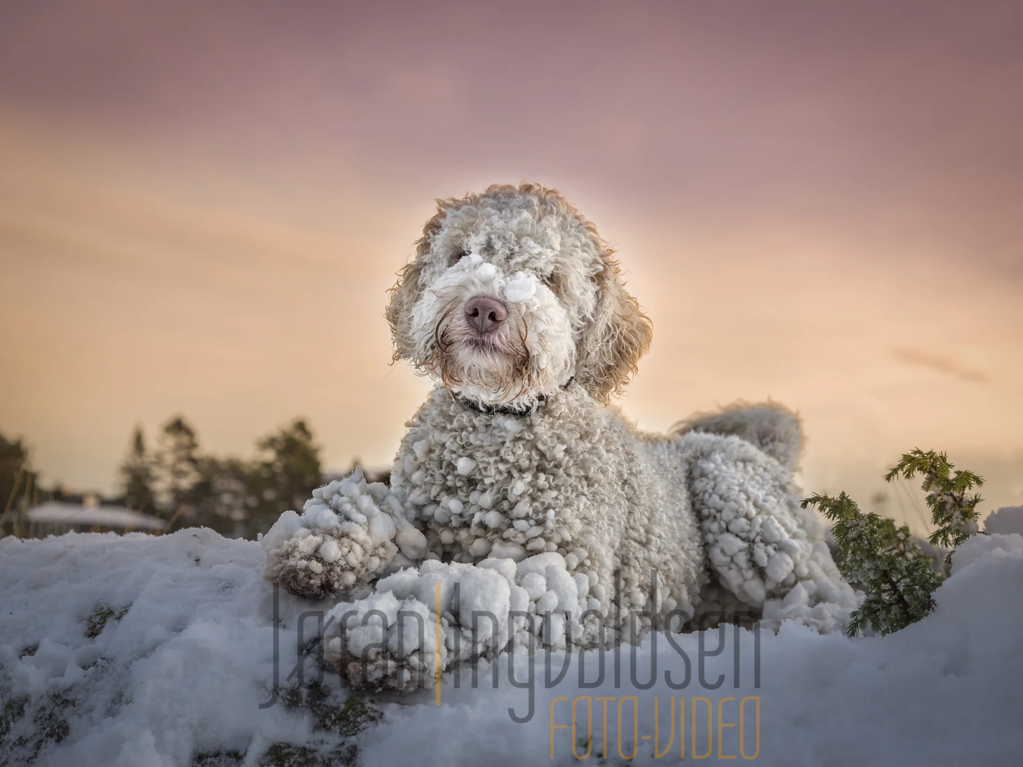 Hundene desember 2015-112-Edit-Edit-Edit-Edit.jpg