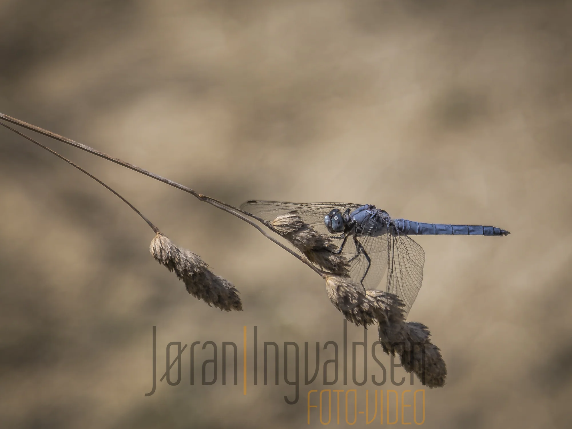 26 June-126-Edit.jpg