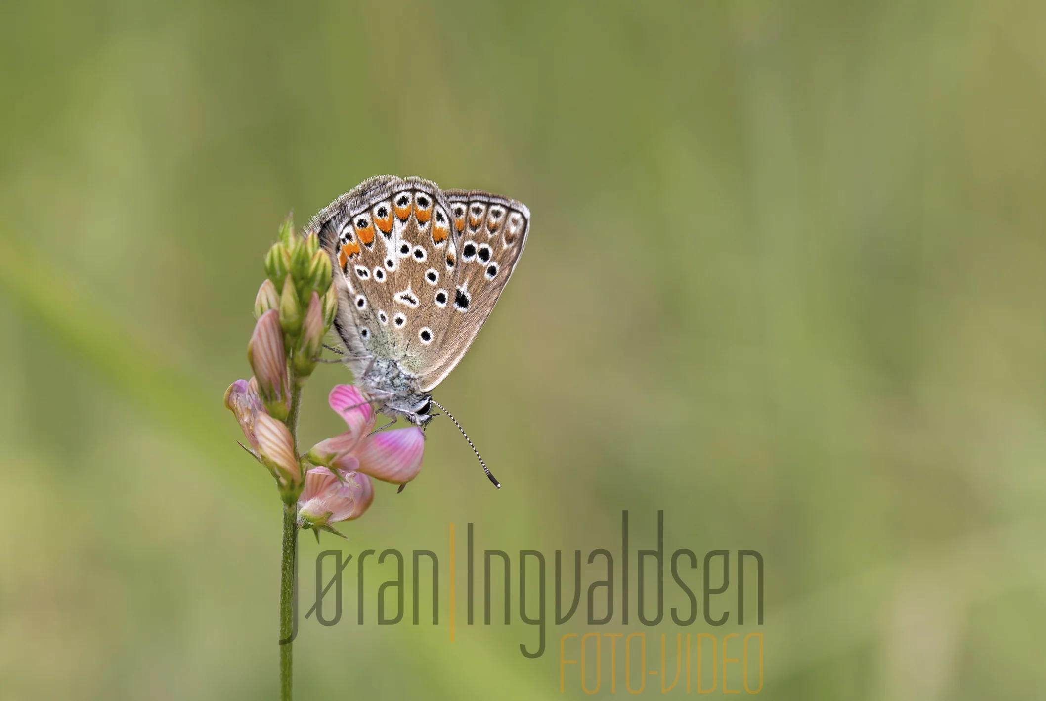 29 june__033-Edit.jpg