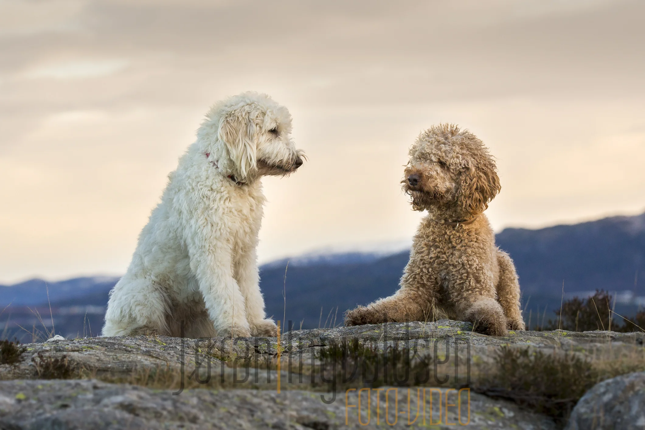 Skal vi være kjærester?