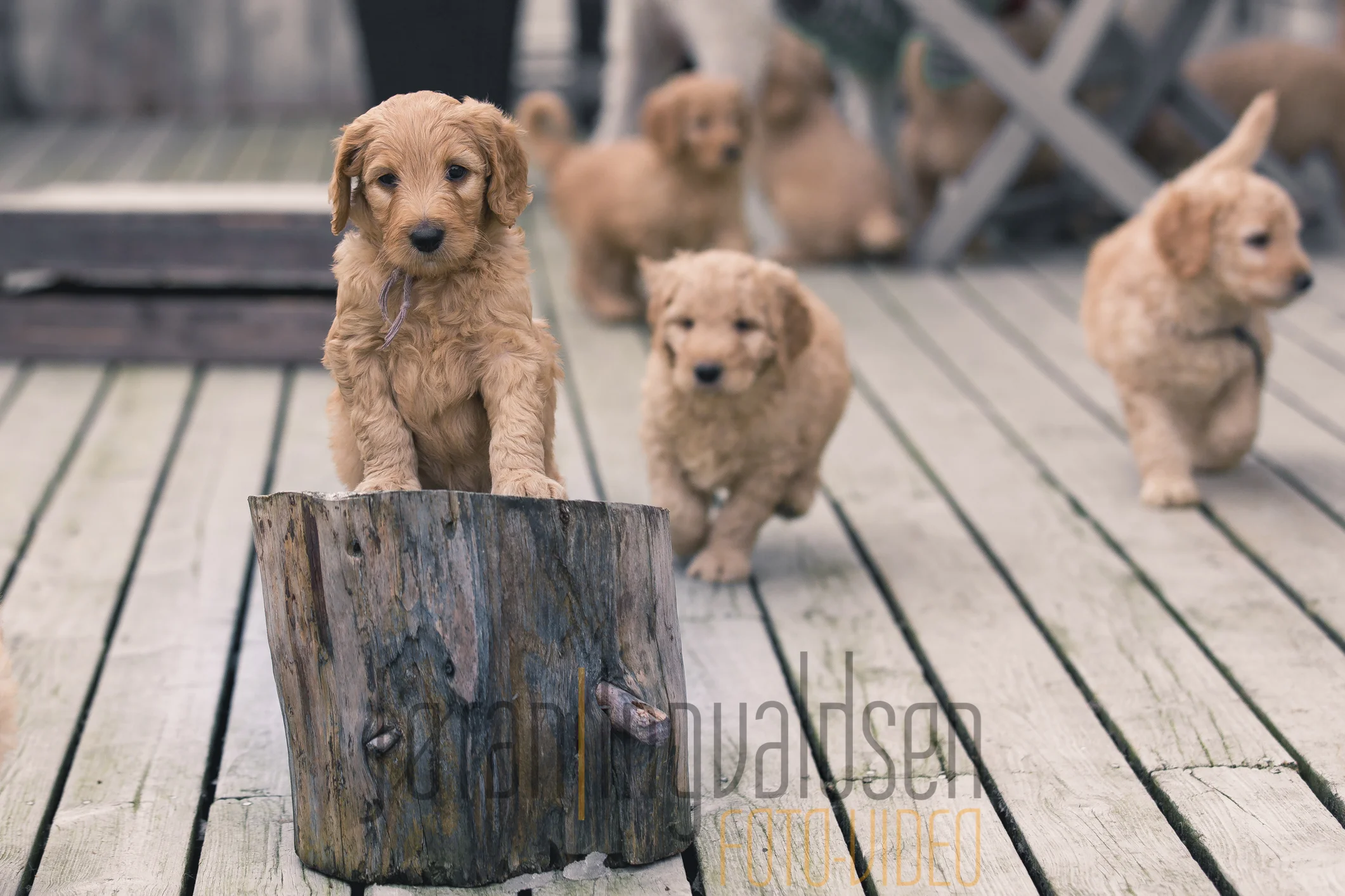 Første hund til topps!