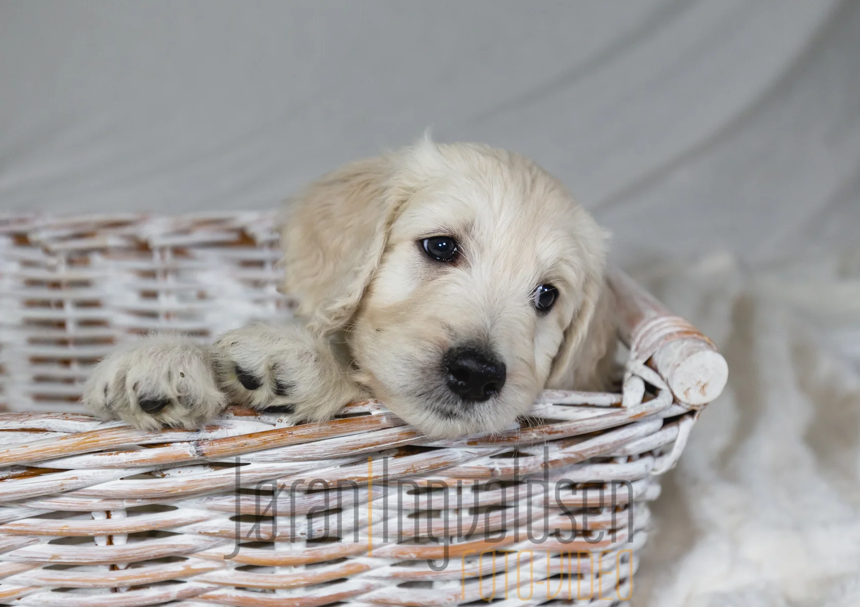 Sukker sine valper 1 november 20182018-37.jpg