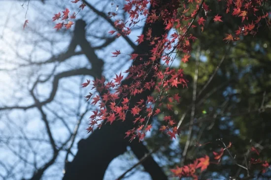 Remaining fall leave in Ueno Park, Tokyo.