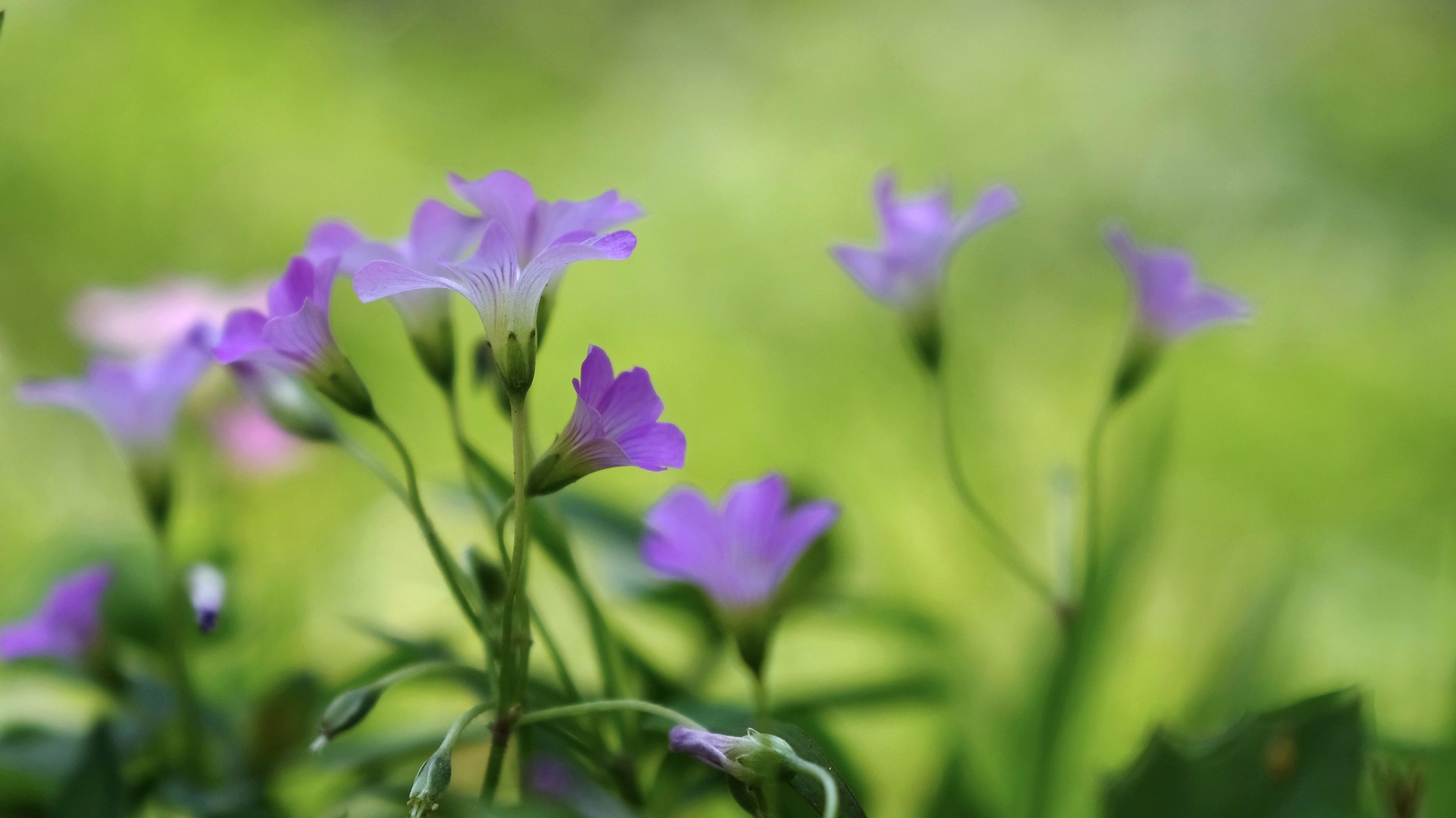 spring flowers 1.jpg