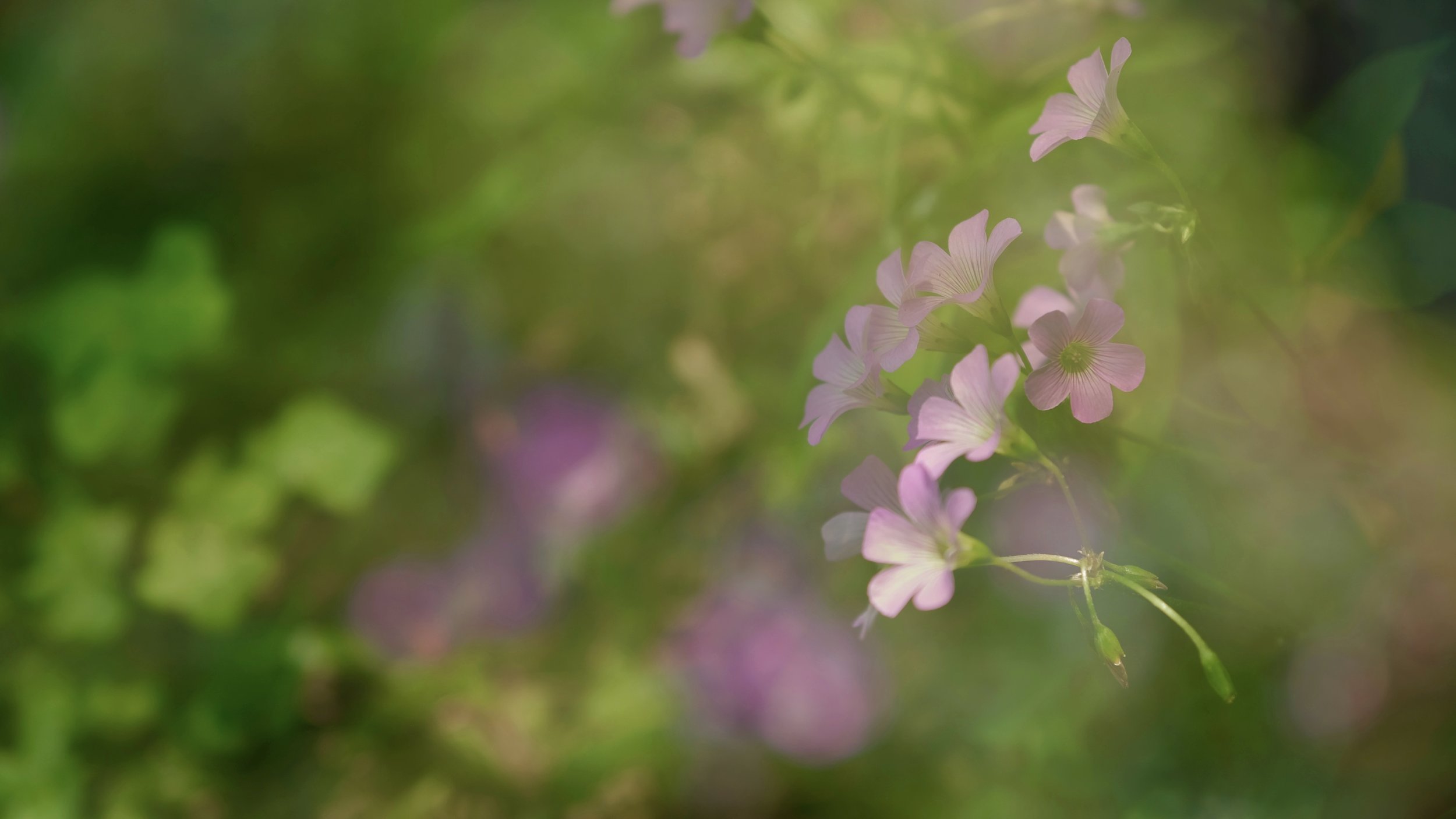 spring flowers 3.jpg