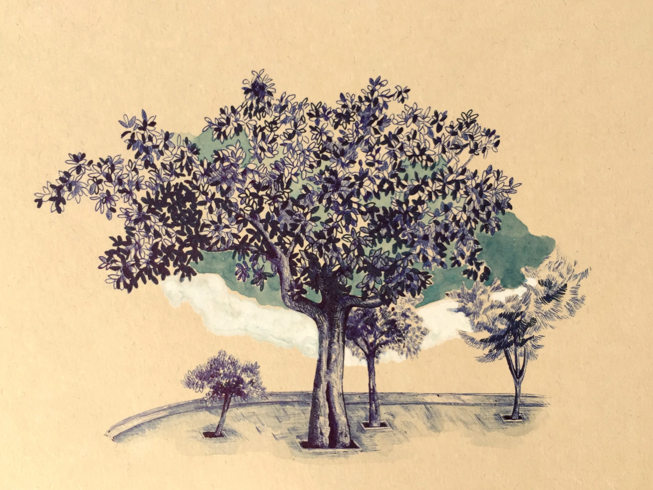 Tree from Rruga 28 Nëntori