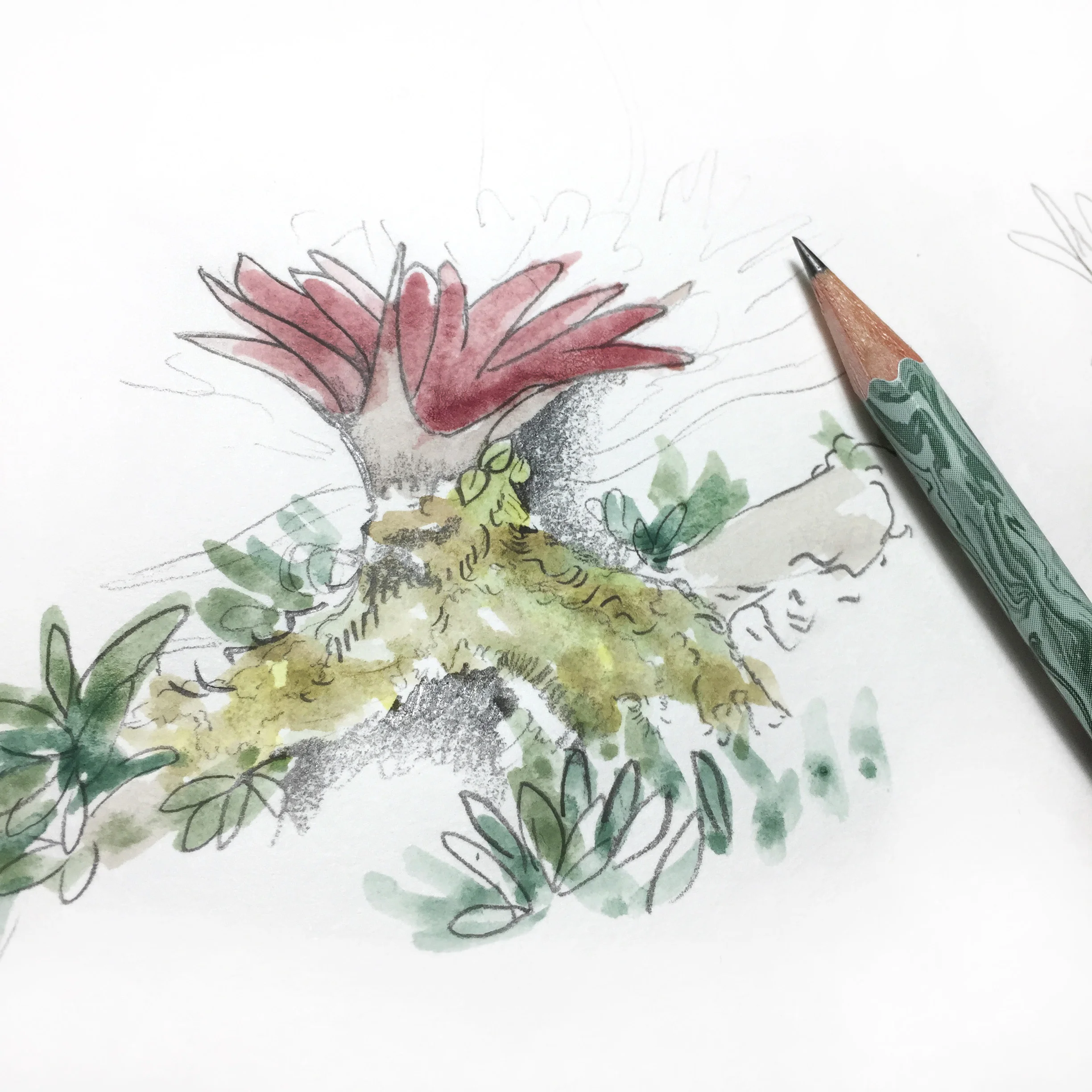 WORKSHOP - Introduction to BOTANICAL ART Part 1. Sketching and Drawing