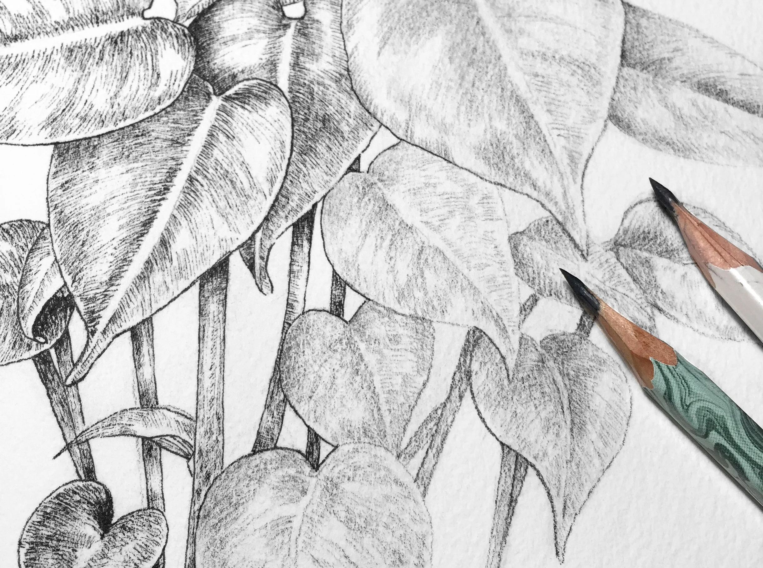 Learn to sketch, draw and paint plants.