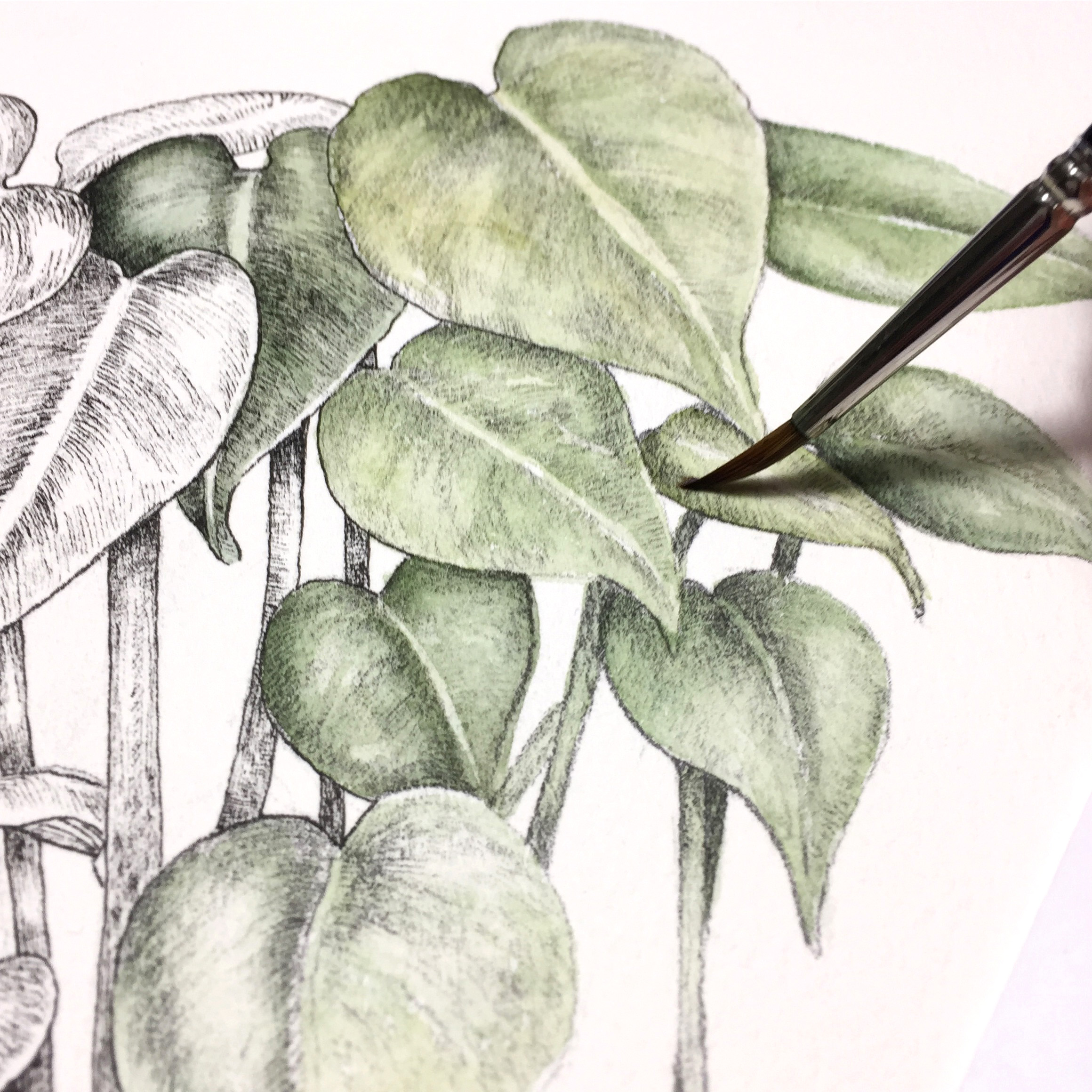CLASS - INTRODUCTION TO BOTANICAL ART