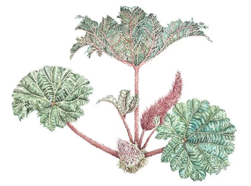 Gunnera Insignis, Watercolour over Graphite, 30 x 22 in, 2018.