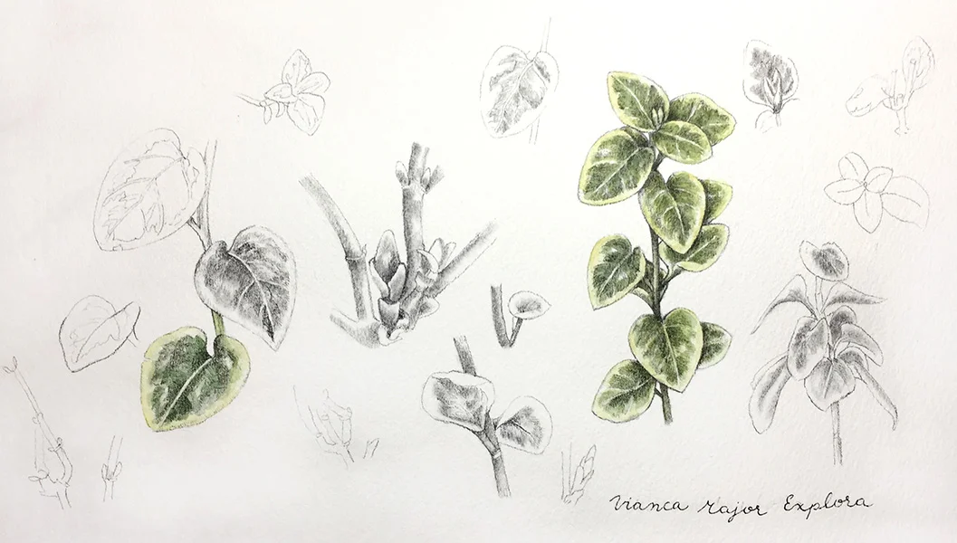 Pencil and Watercolour Study of a Vianca Explora, 22 x 14 in, 2018.