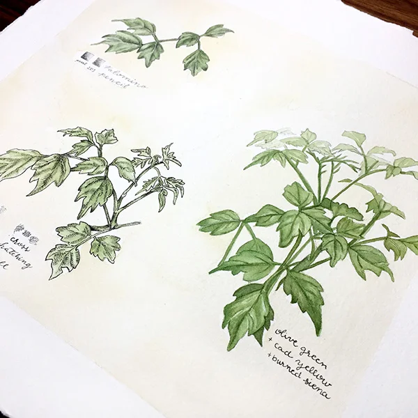 Watercolor and Pen Study of a China Doll Plant, 20 x 16 in, 2018.