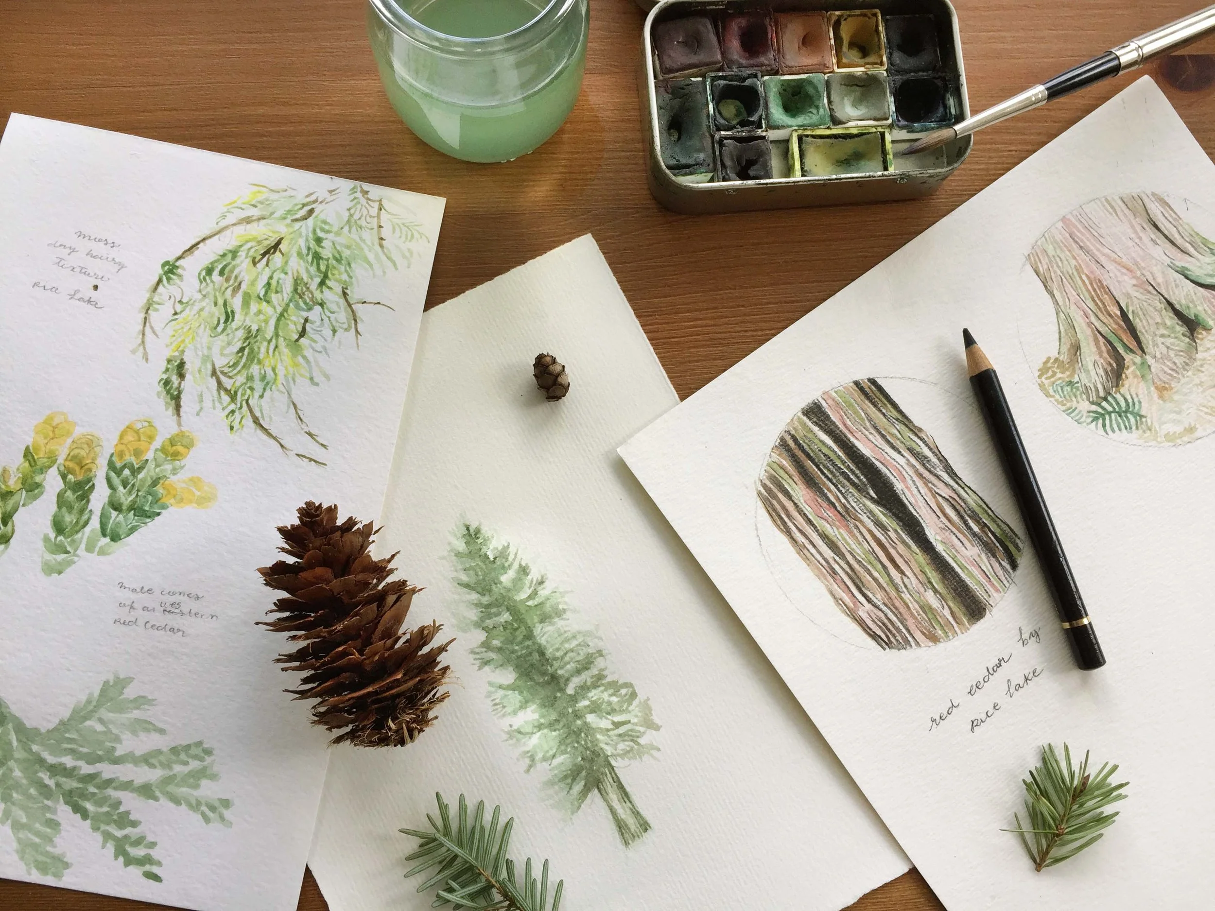 Botanical Illustration – Coniferous Trees of Vancouver