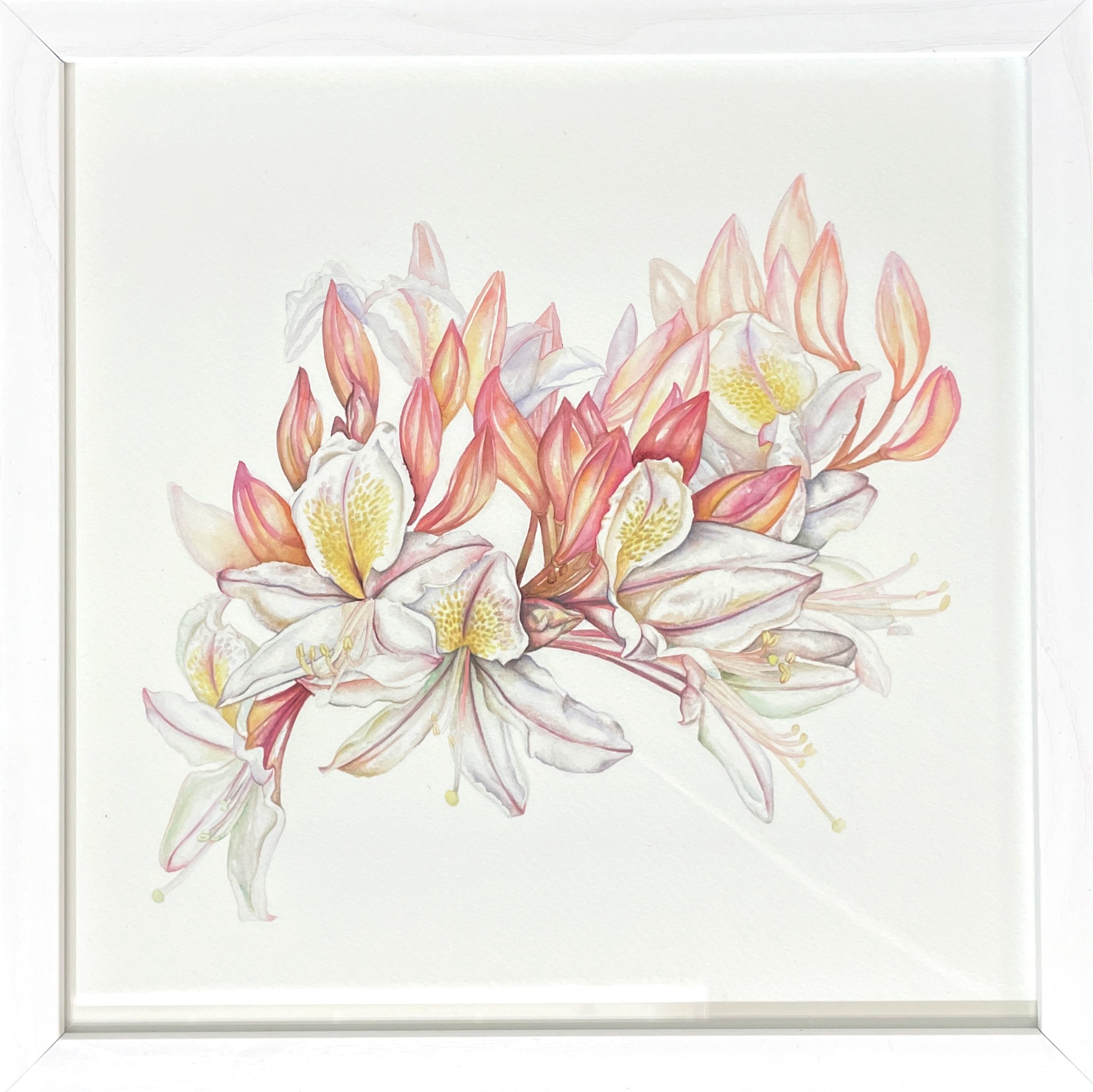 rhododendronspink-printframed.jpg