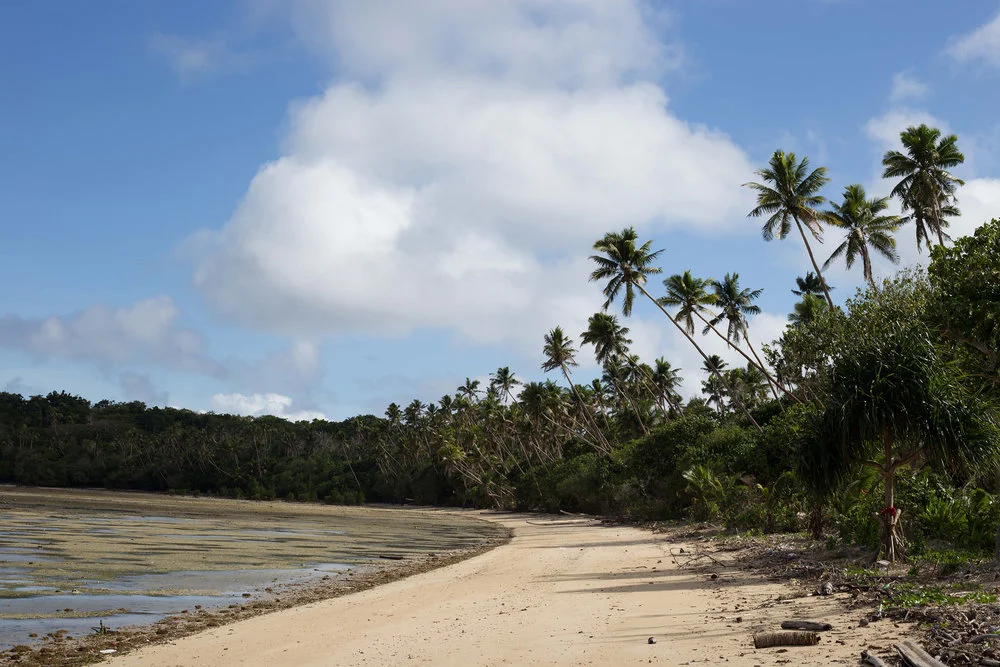 Palm trees along the Fijian coastline 