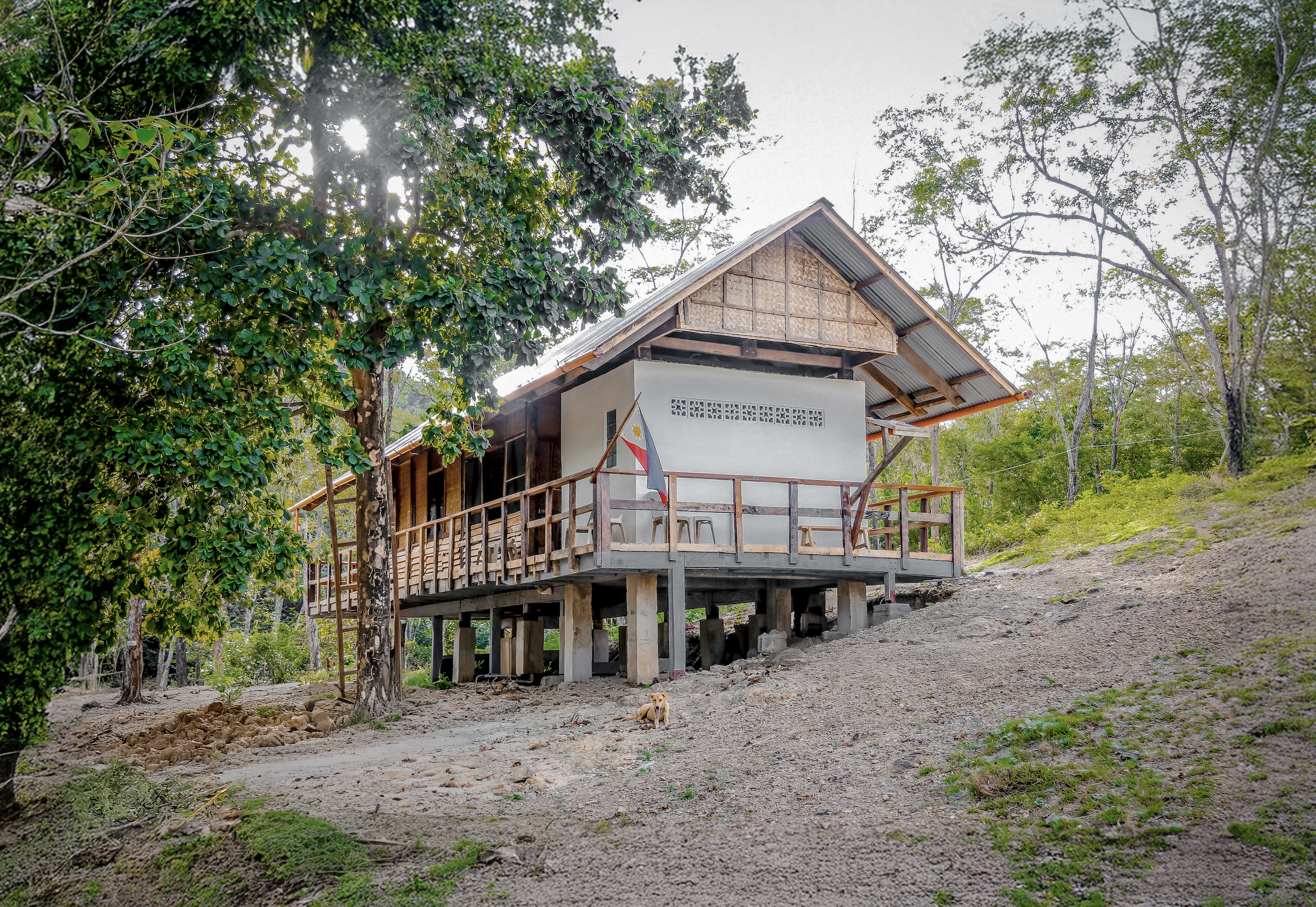 MINDORO WARTY PIG CENTRE . PHILIPINES