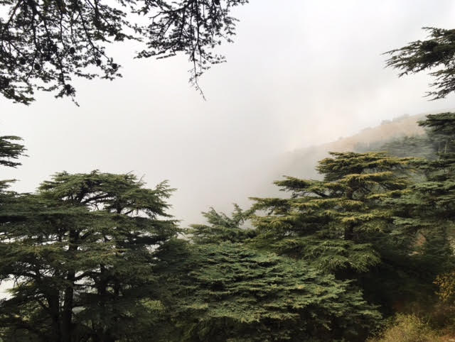 lebanon forest.jpg