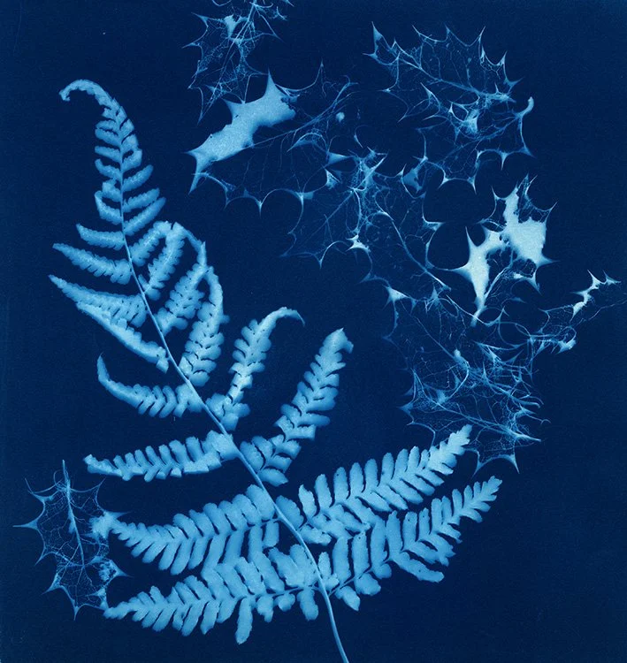 fern-close-up-johanna-melvin.jpg