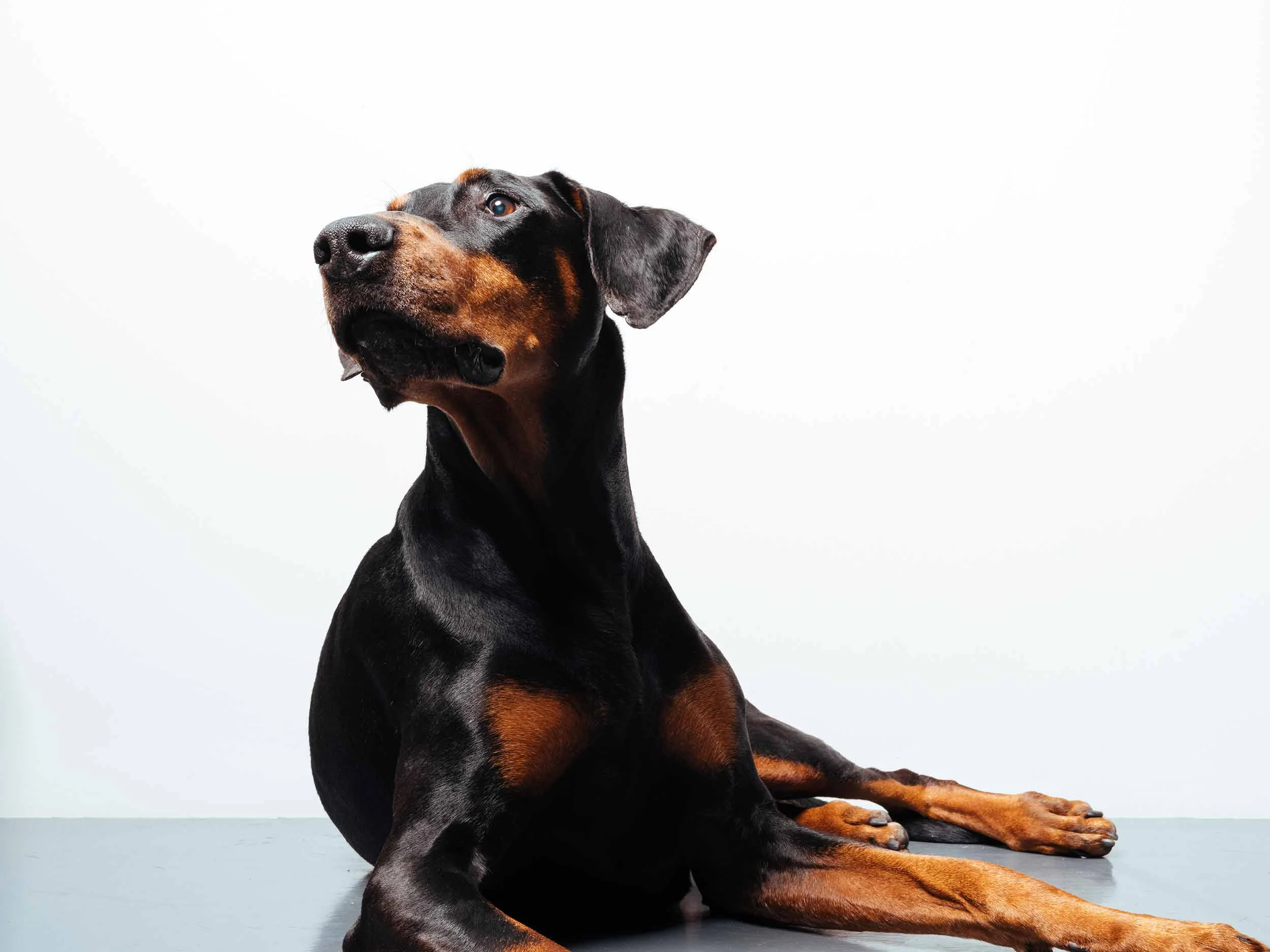 12.01---Dogs-Life_0012_06311.jpg