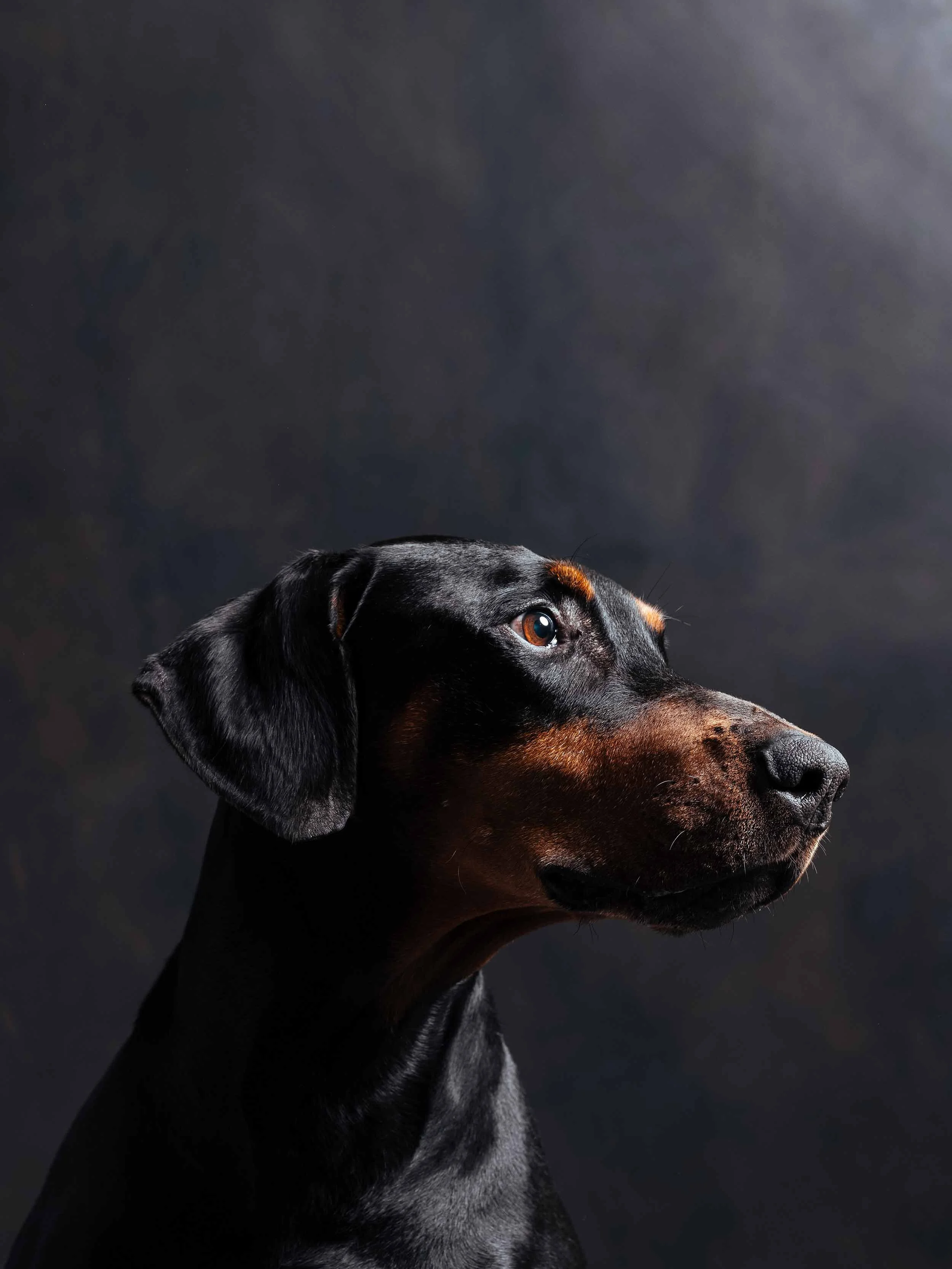 12.01---Dogs-Life_0014_06194.jpg