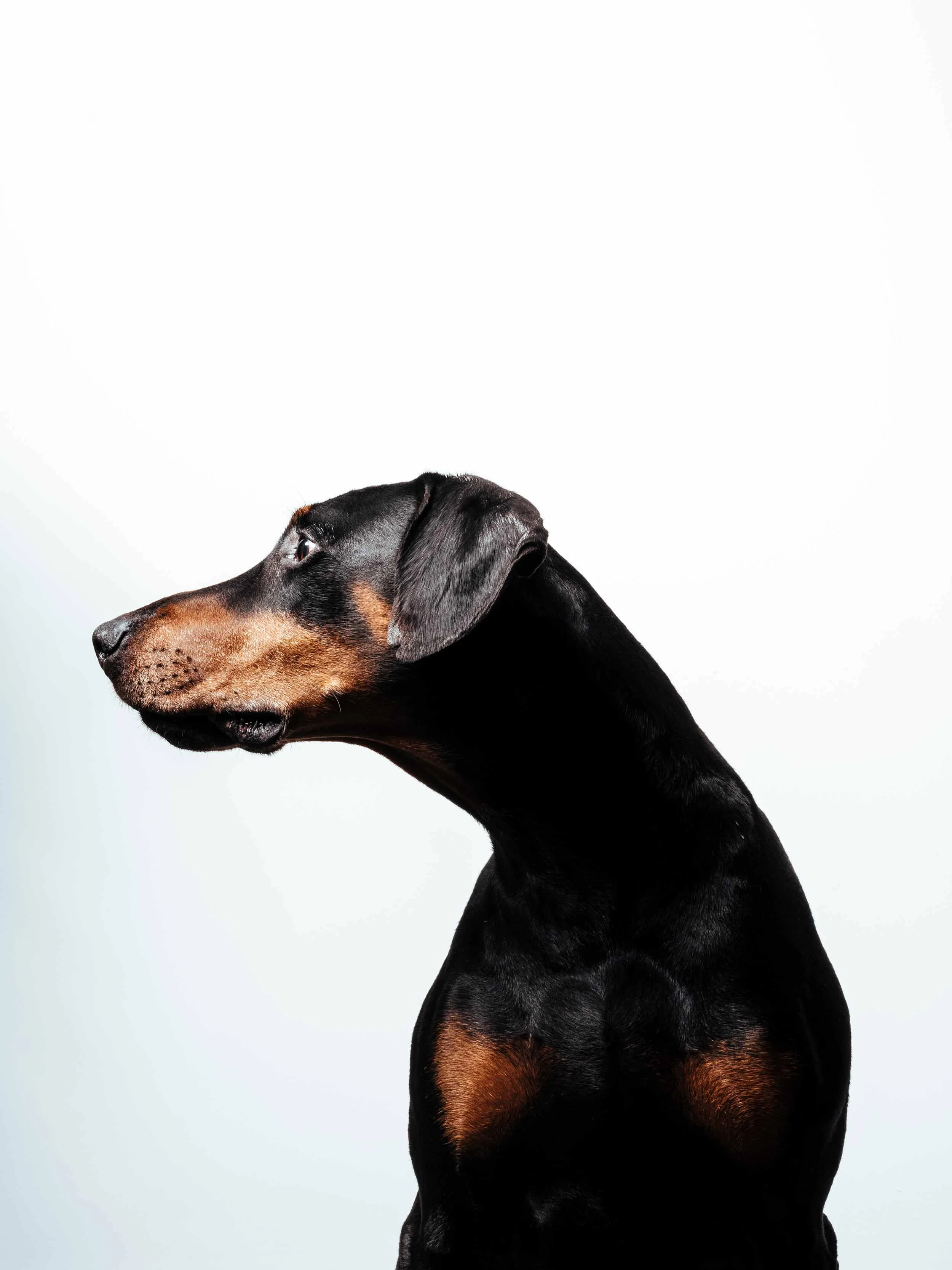 12.01---Dogs-Life_0015_06329.jpg