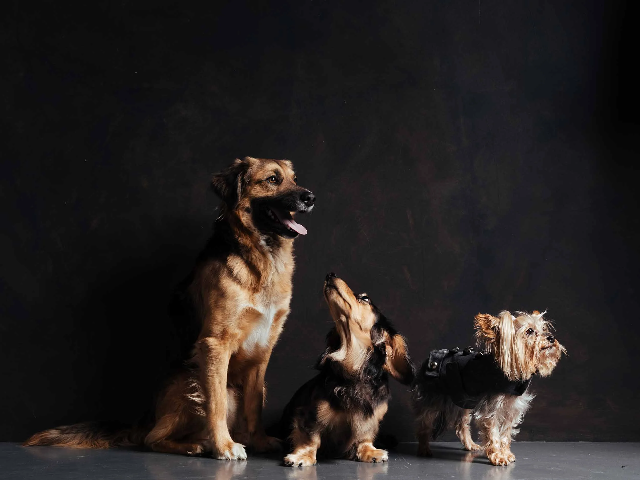 12.01---Dogs-Life_0027_9849.jpg