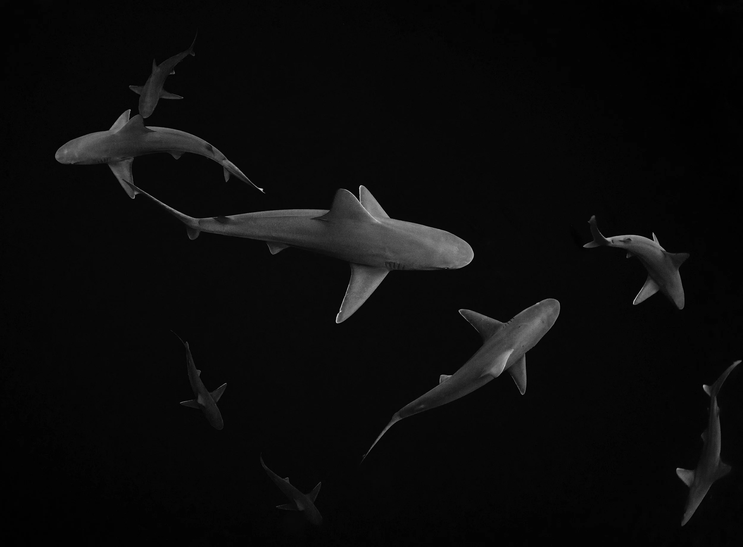 014-Oneoceandiving-.jpg