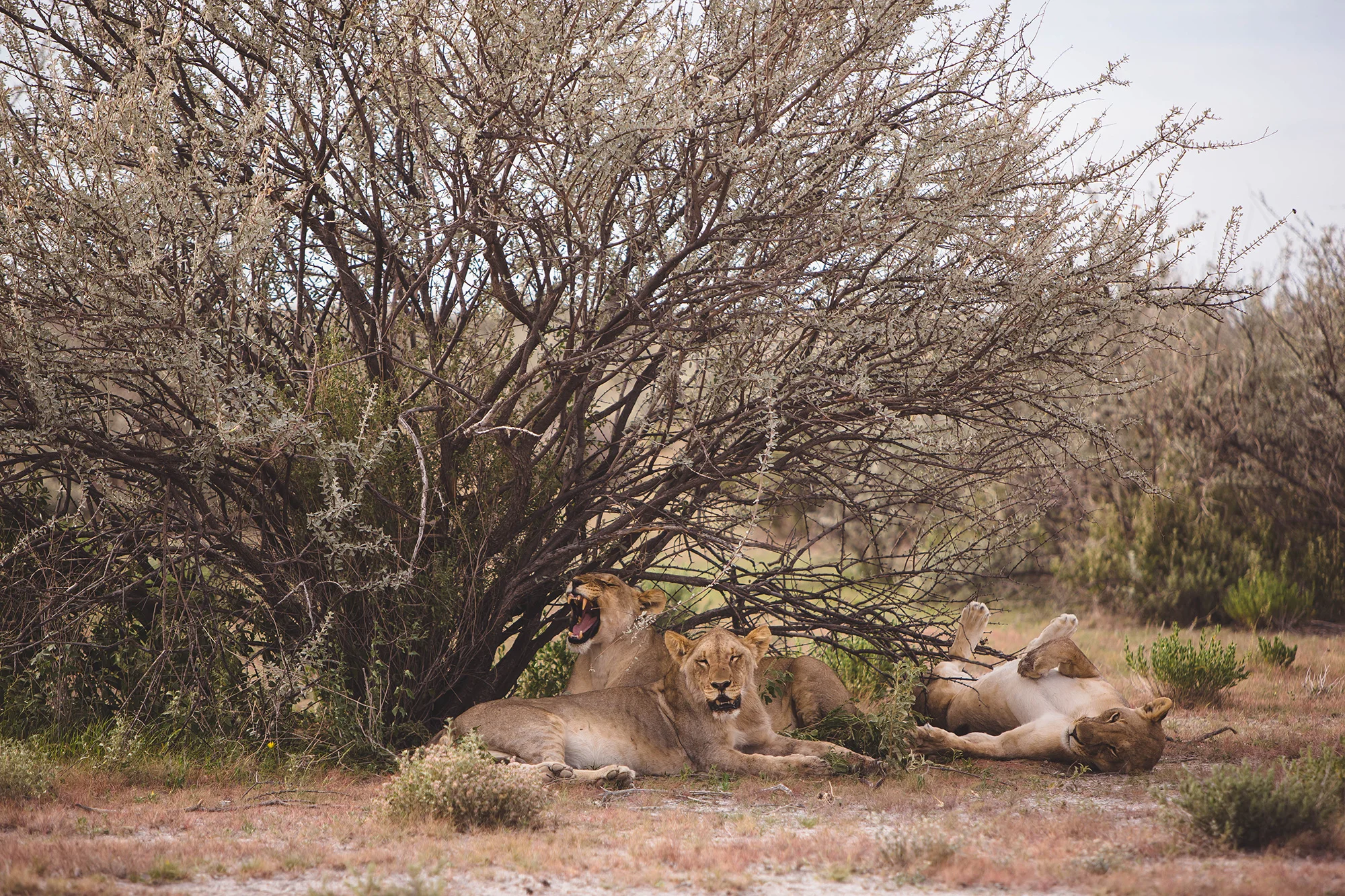 0007_Namibia_13102.jpg