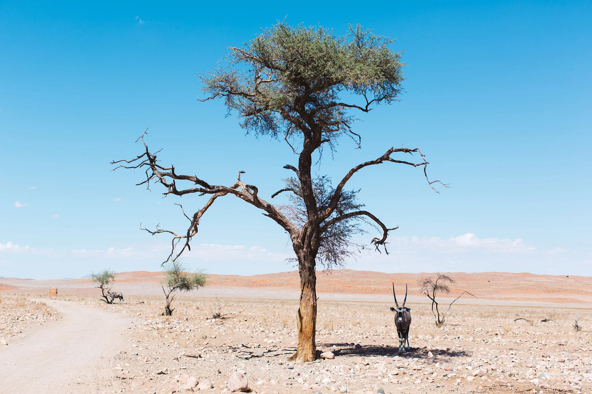 0024_Namibia_2652.jpg