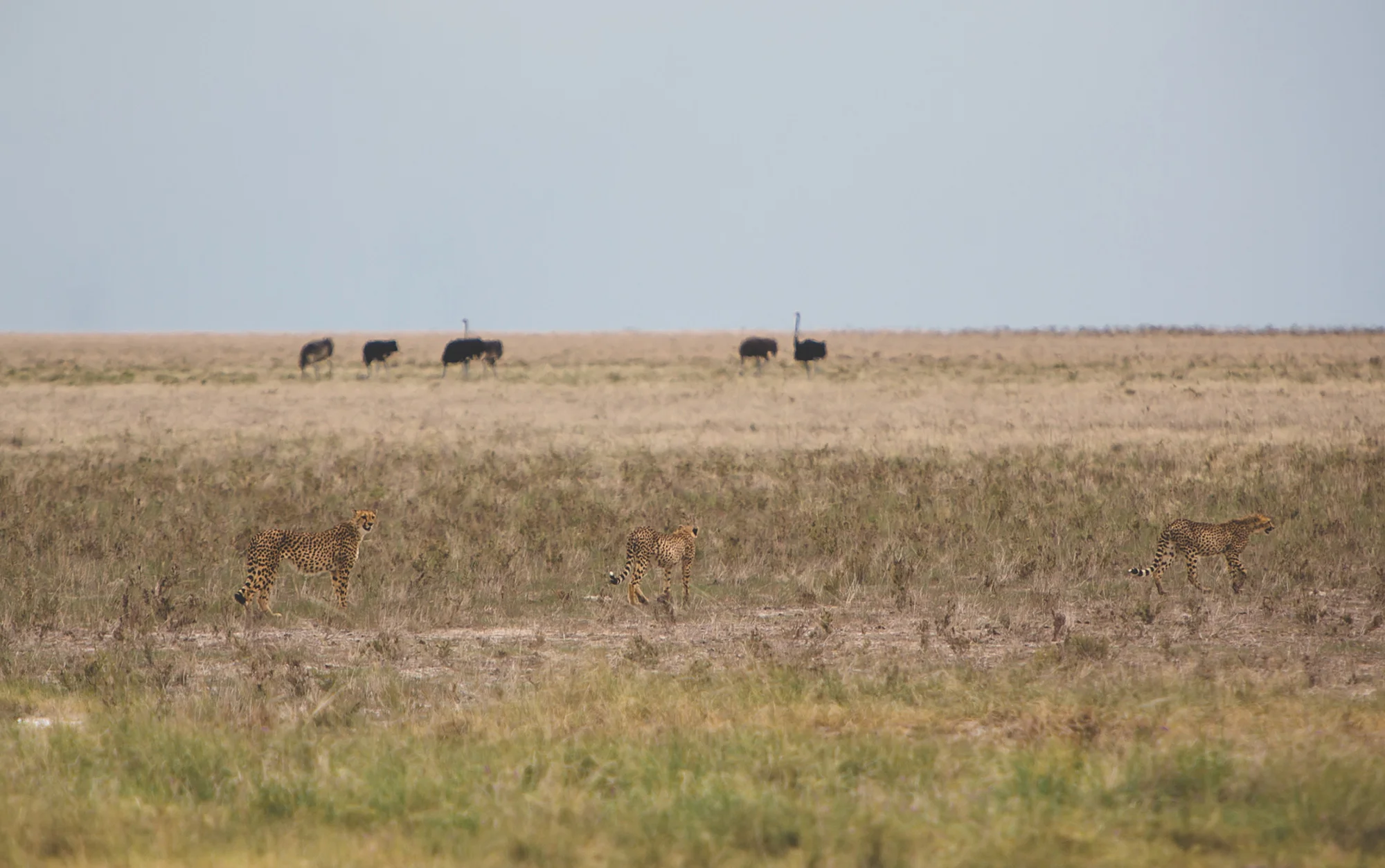 Namibia_Namutoni_Feb6_7020.jpg