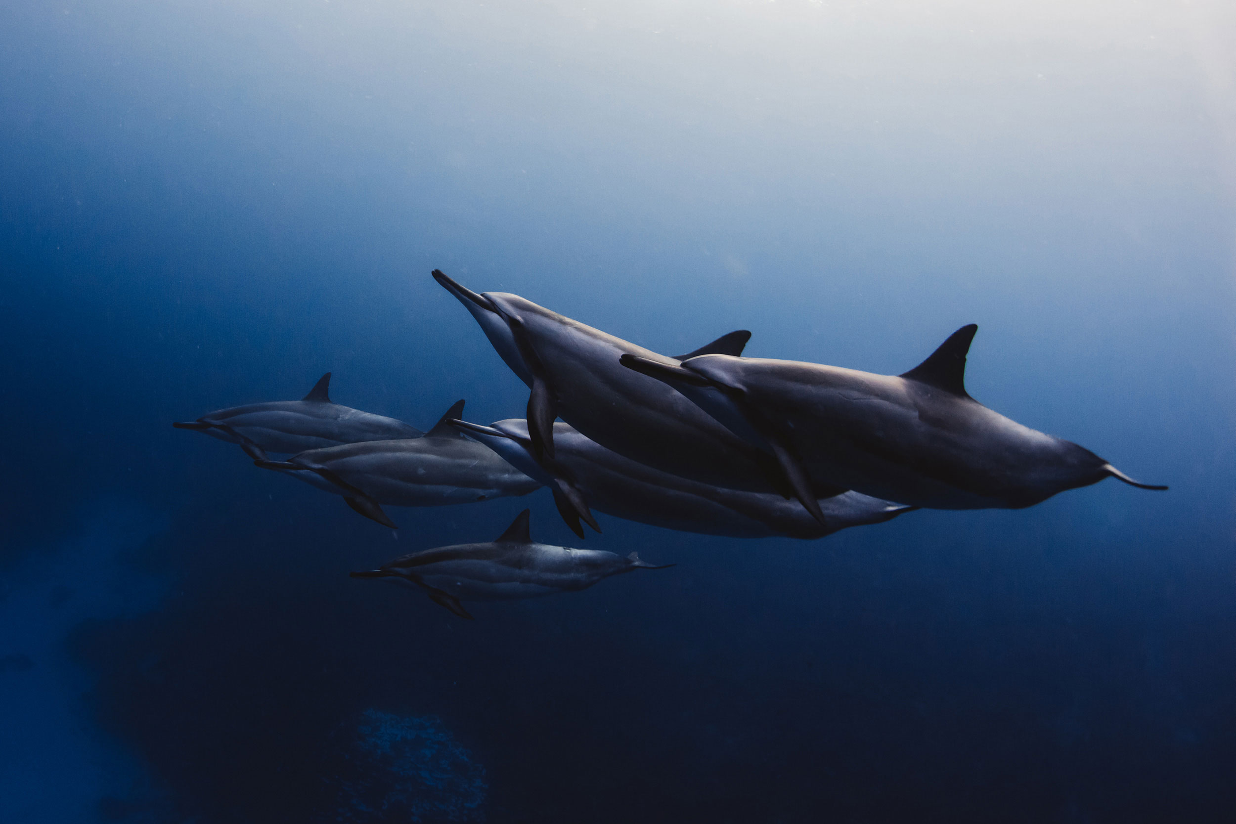 Hawaii_Dolphins-9.jpg