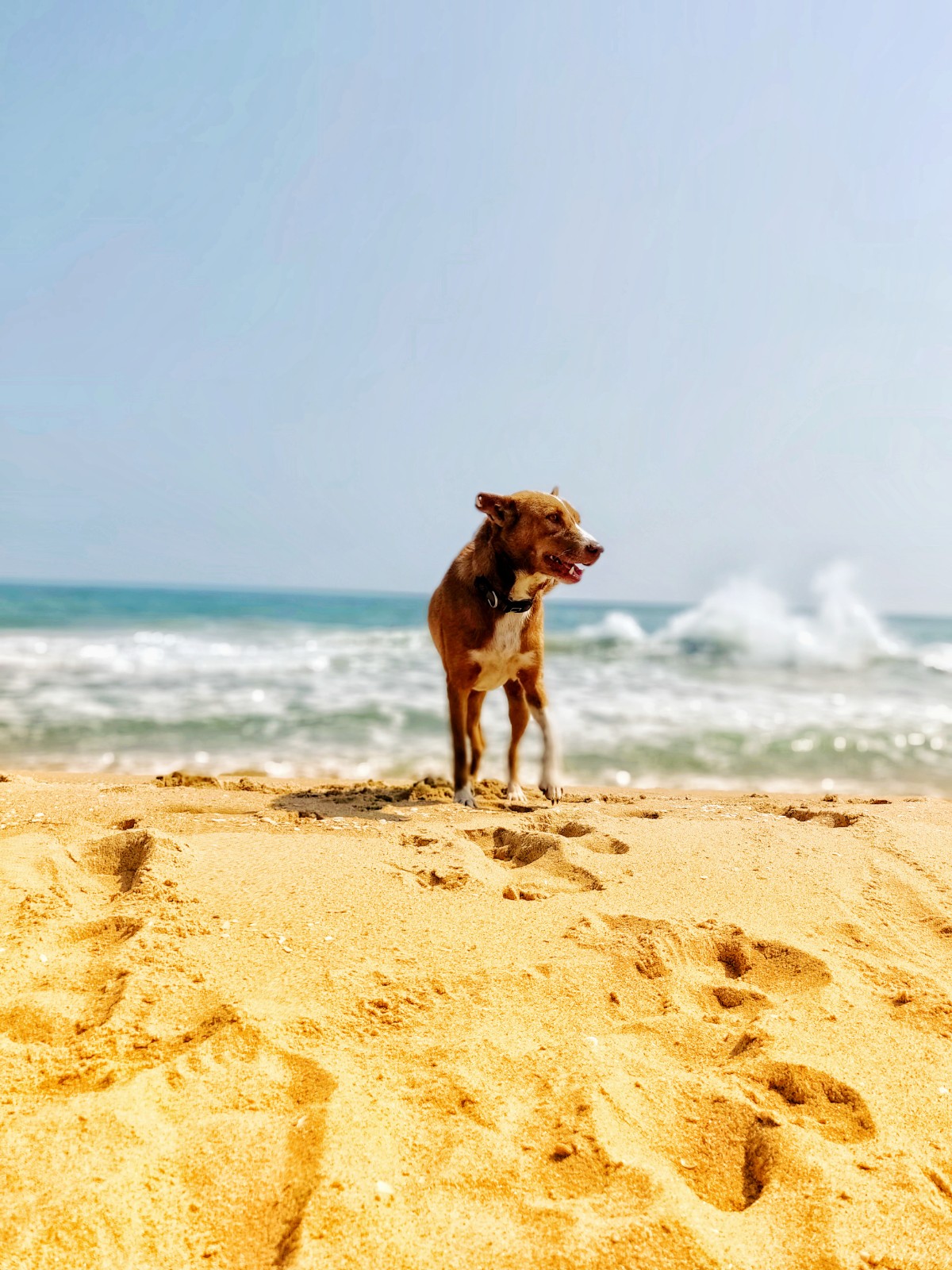 Dogs are recurring presence in Tishani’s poetry, this is a photograph of one of the many dogs she’s adopted in her home by the sea.