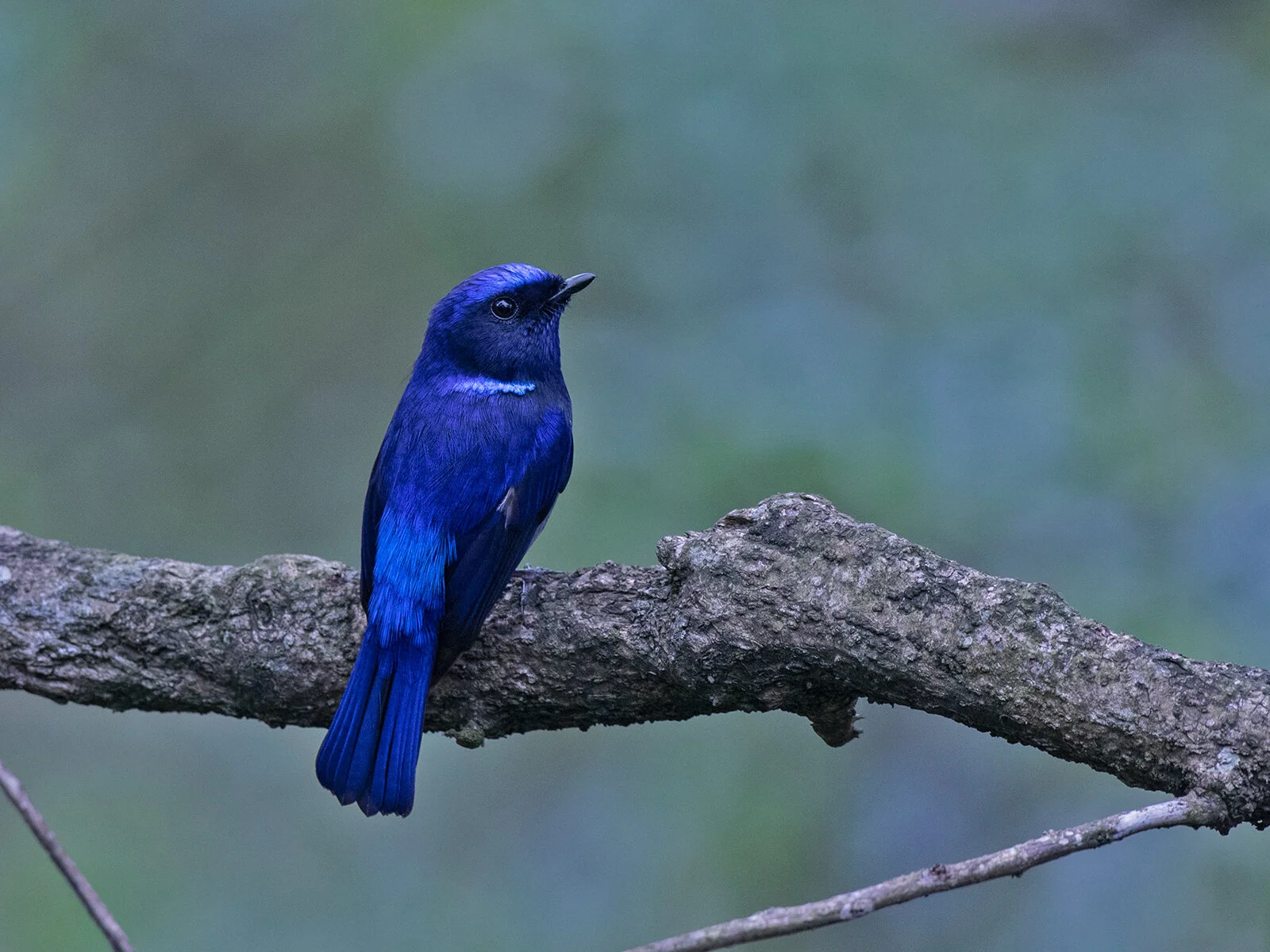 Here's how you can protect a little blue bird and a dwindling tribe