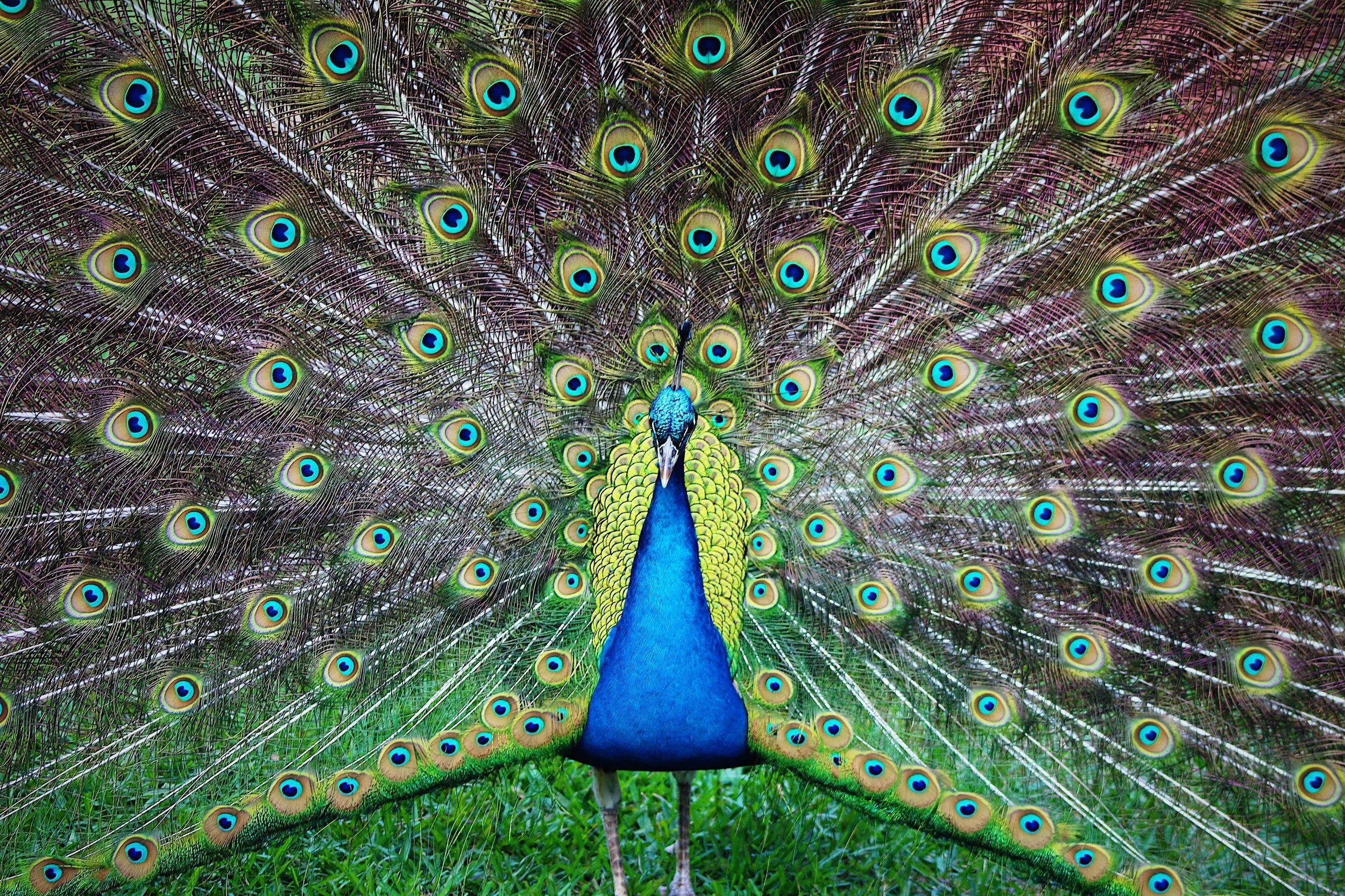beautiful-peacock-with-his-feathers-open-2022-11-16-22-05-09-utc.jpg